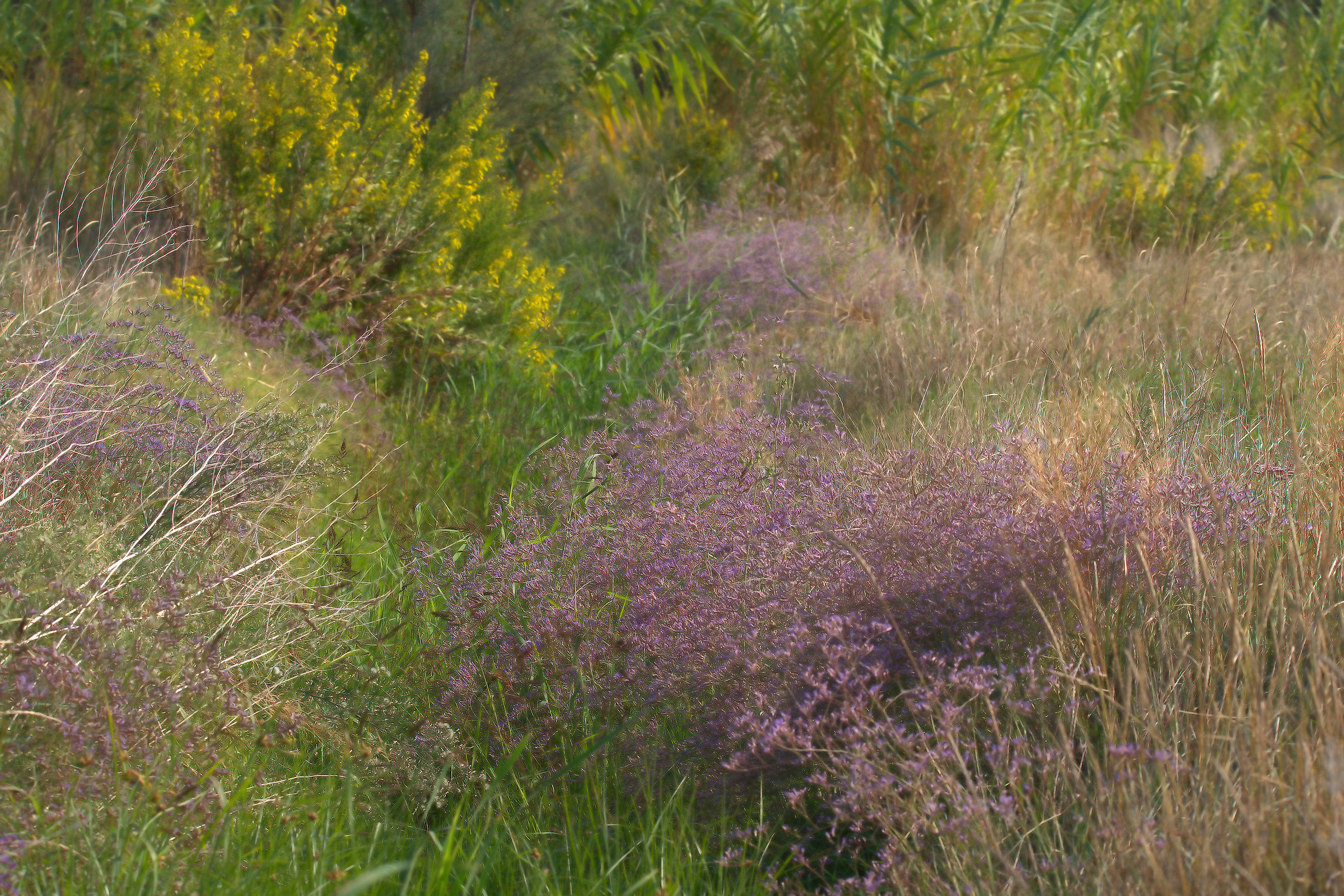 Limonium at the seaside