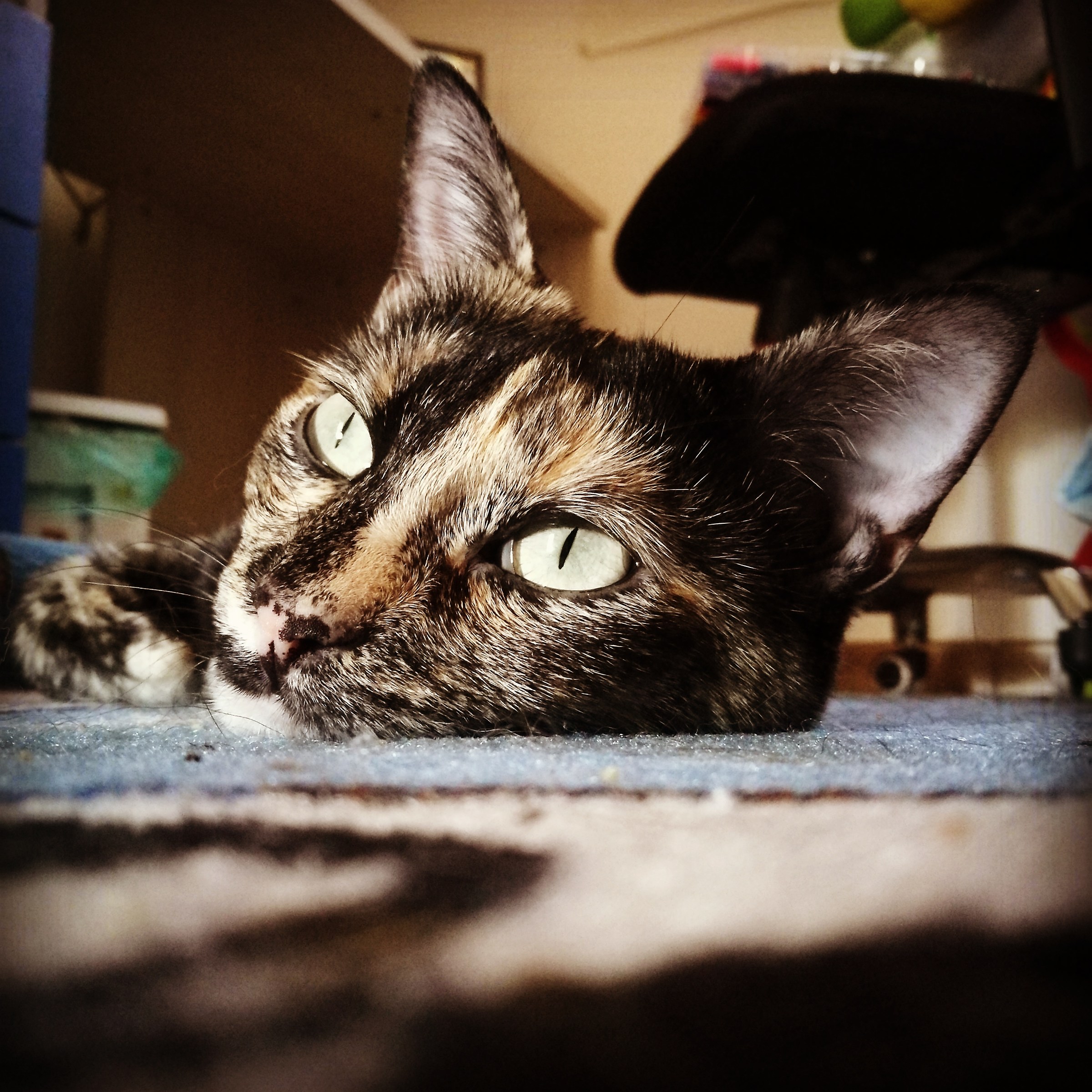 The Small Star Resting