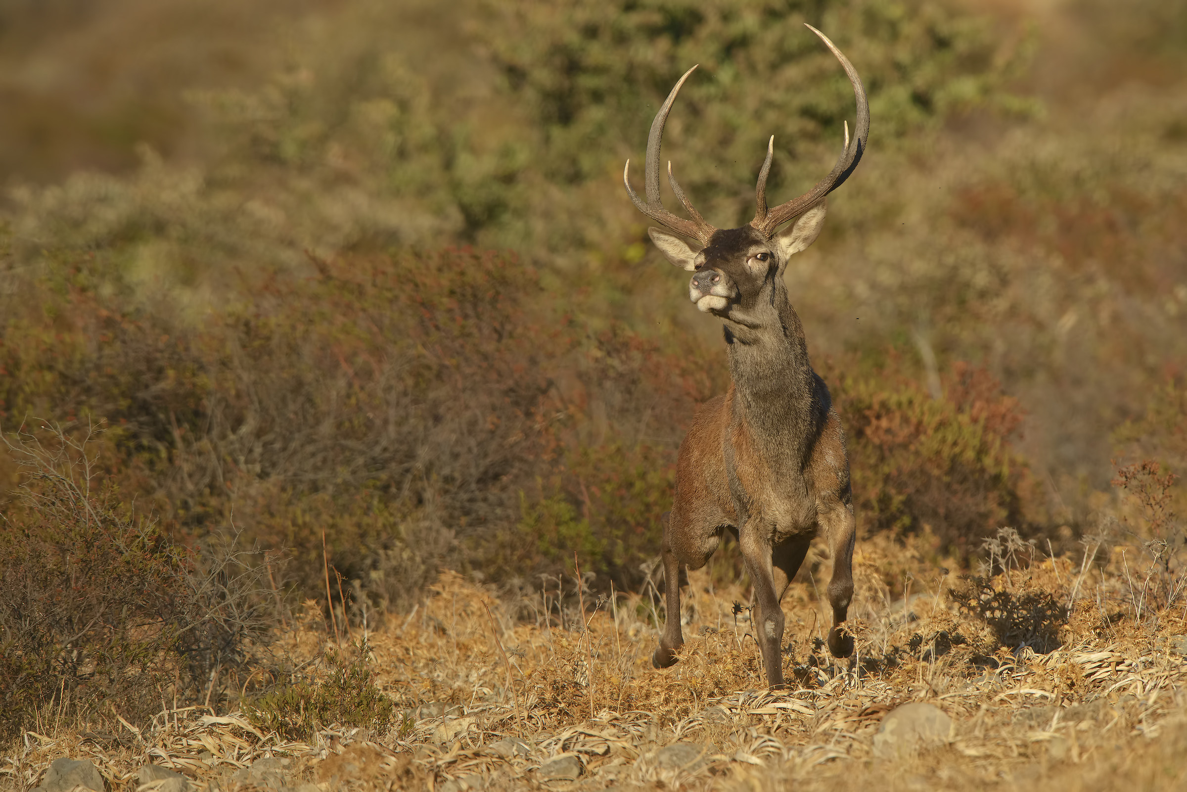 male champion of Sardinian deer