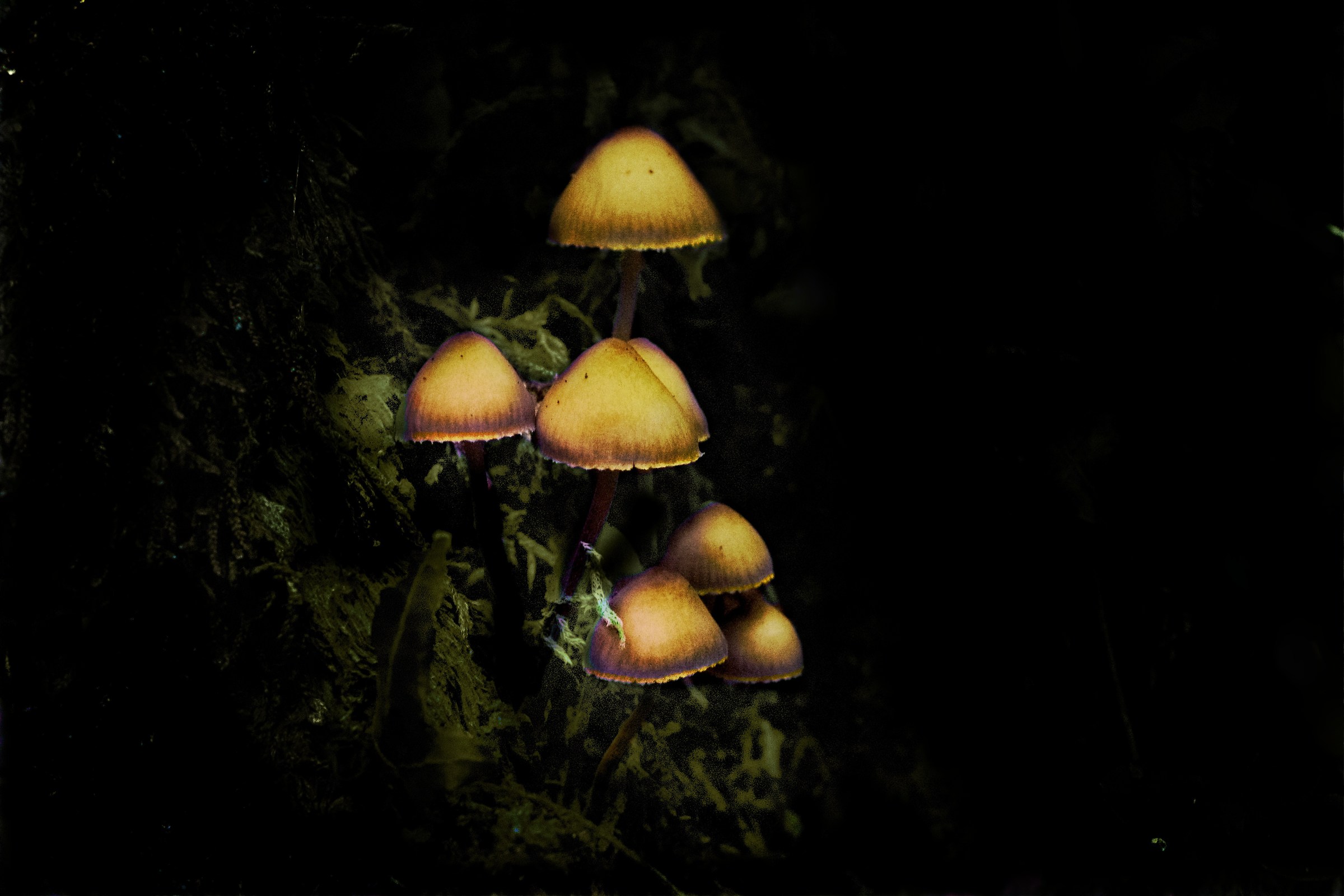 Fattyat Mushrooms