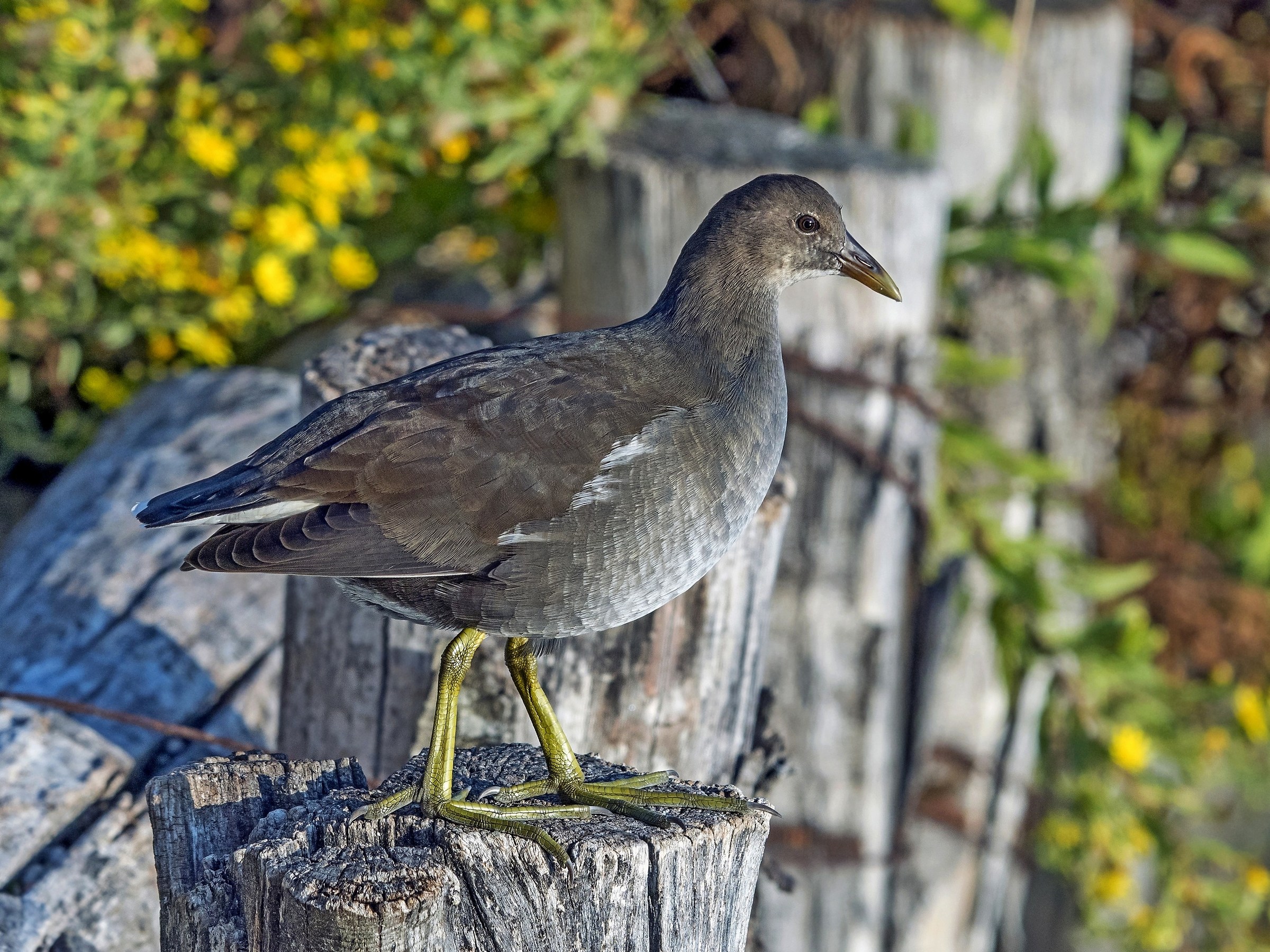 Young Water Gallinelle