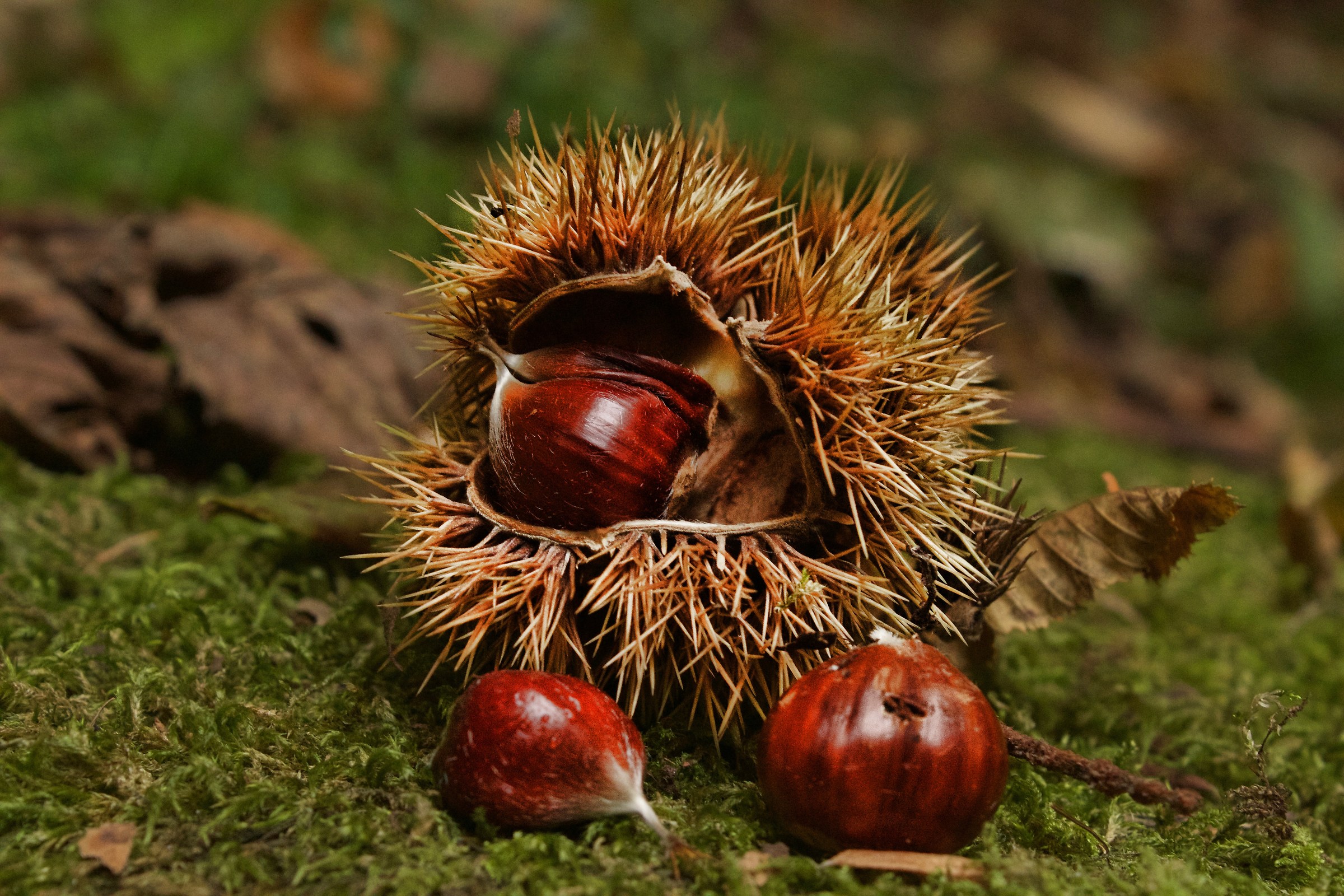 Chestnuts equal to Autumn