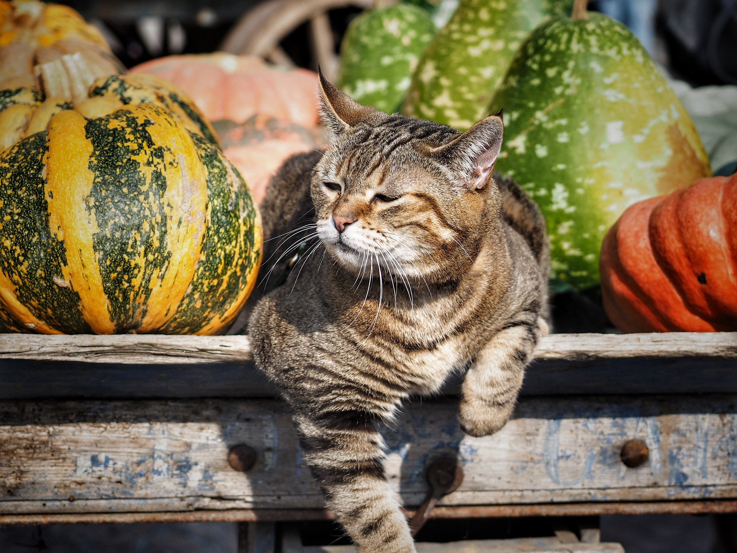 The king does not break away! Pumpkin Pumpkin Celebration.