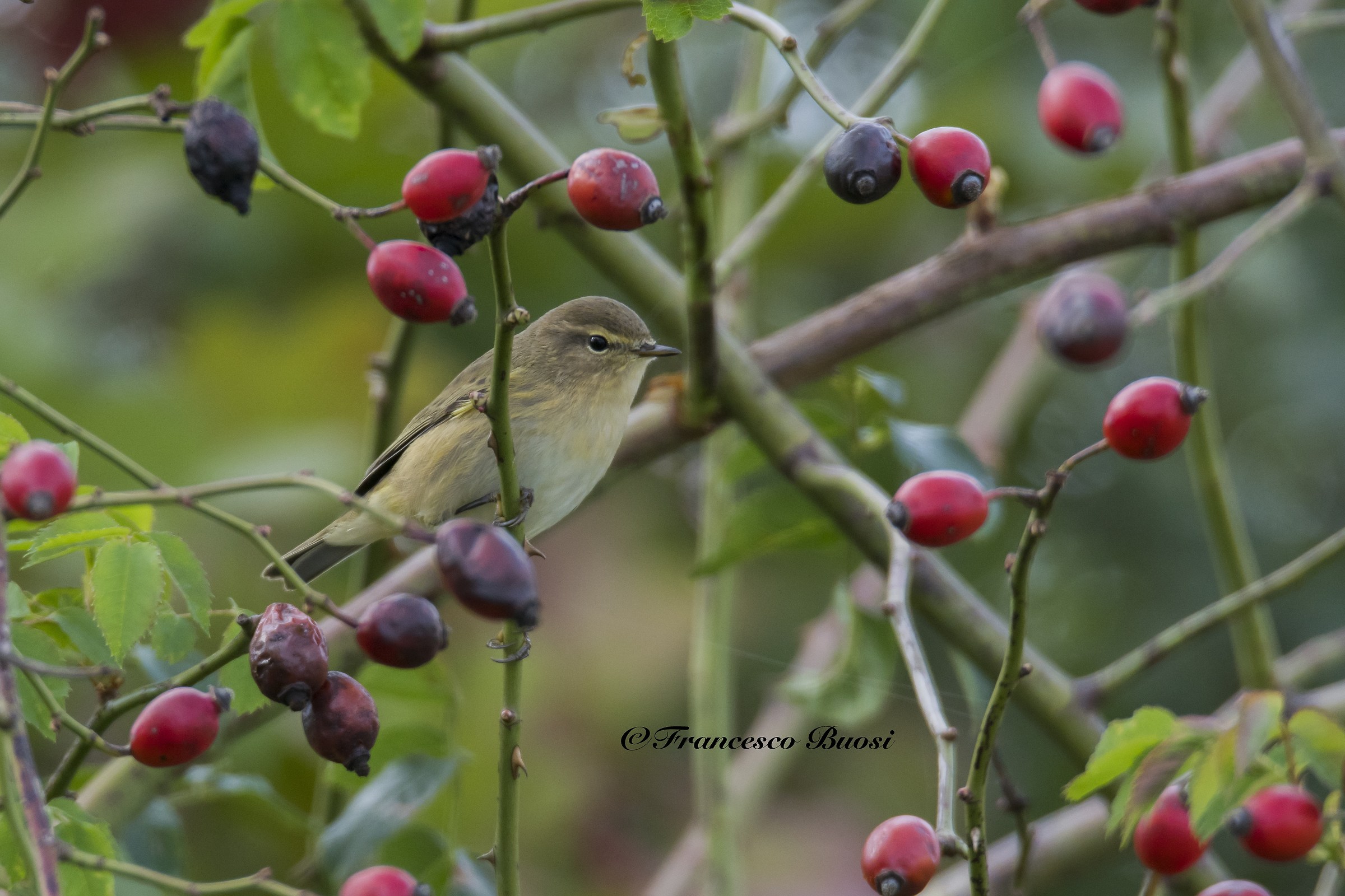 Between the yellow and the berries