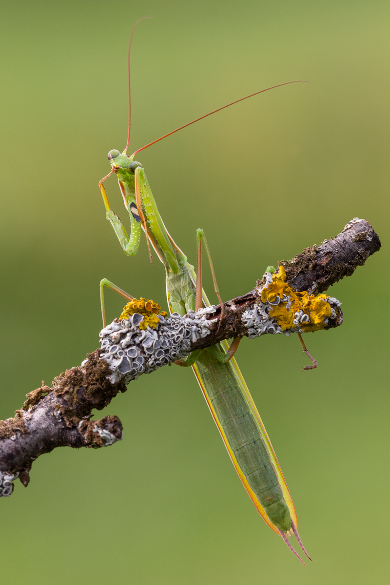 ...non si mettono le dita nel naso...!