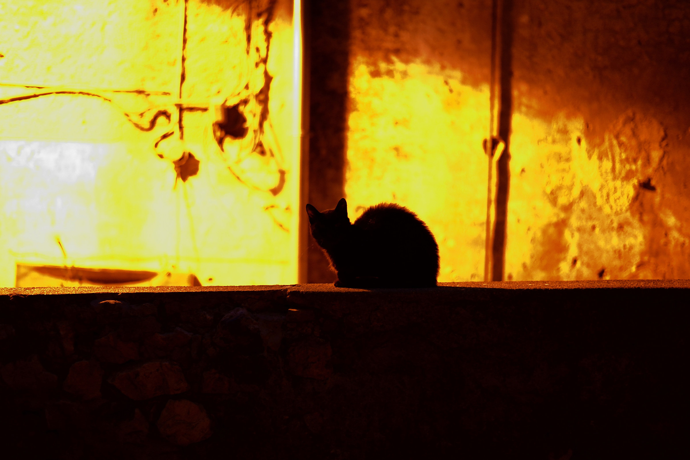 Nice evening cat is hoping