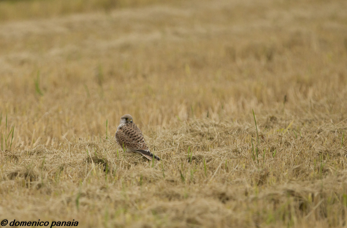 kestrel on the ground