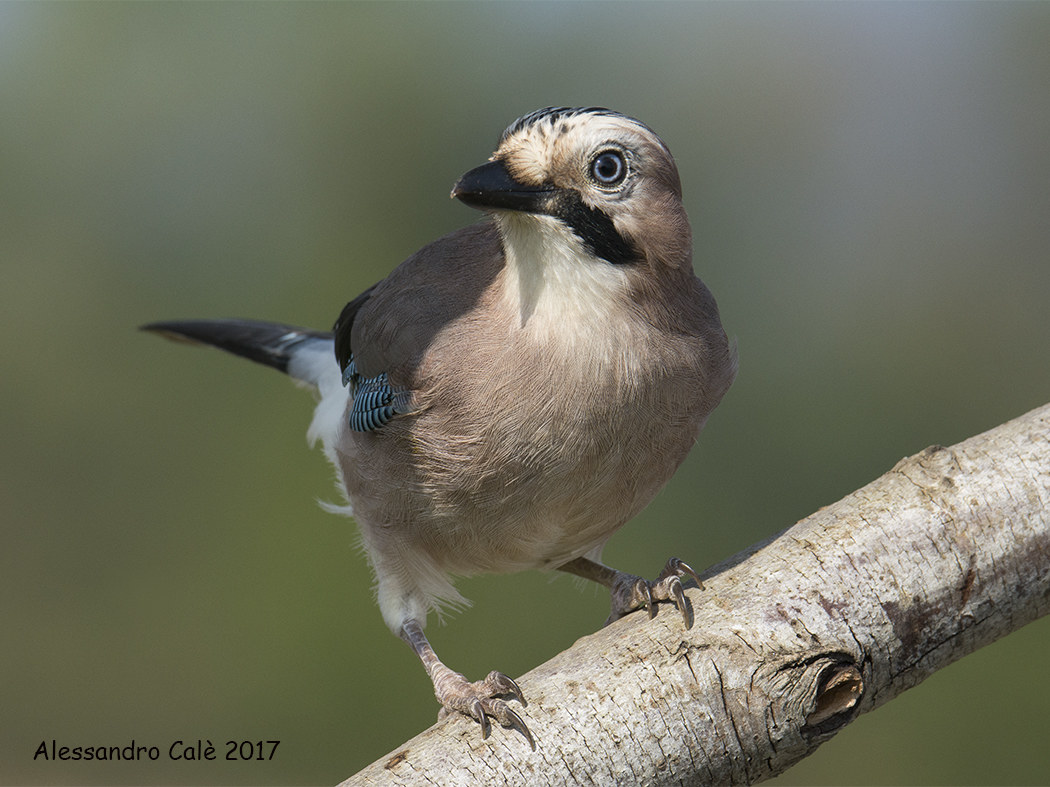 Garrulus glandarius (Ghiandaia) 2638