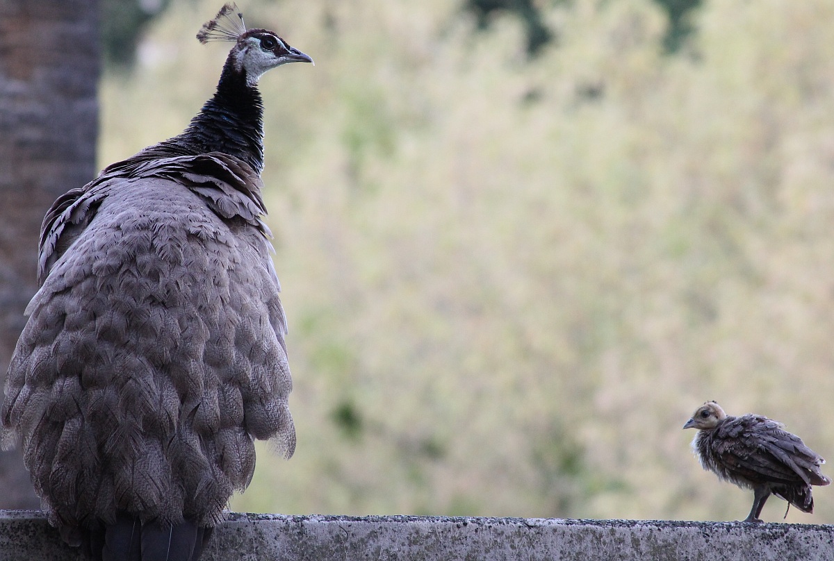 Mamma Pavona & prole