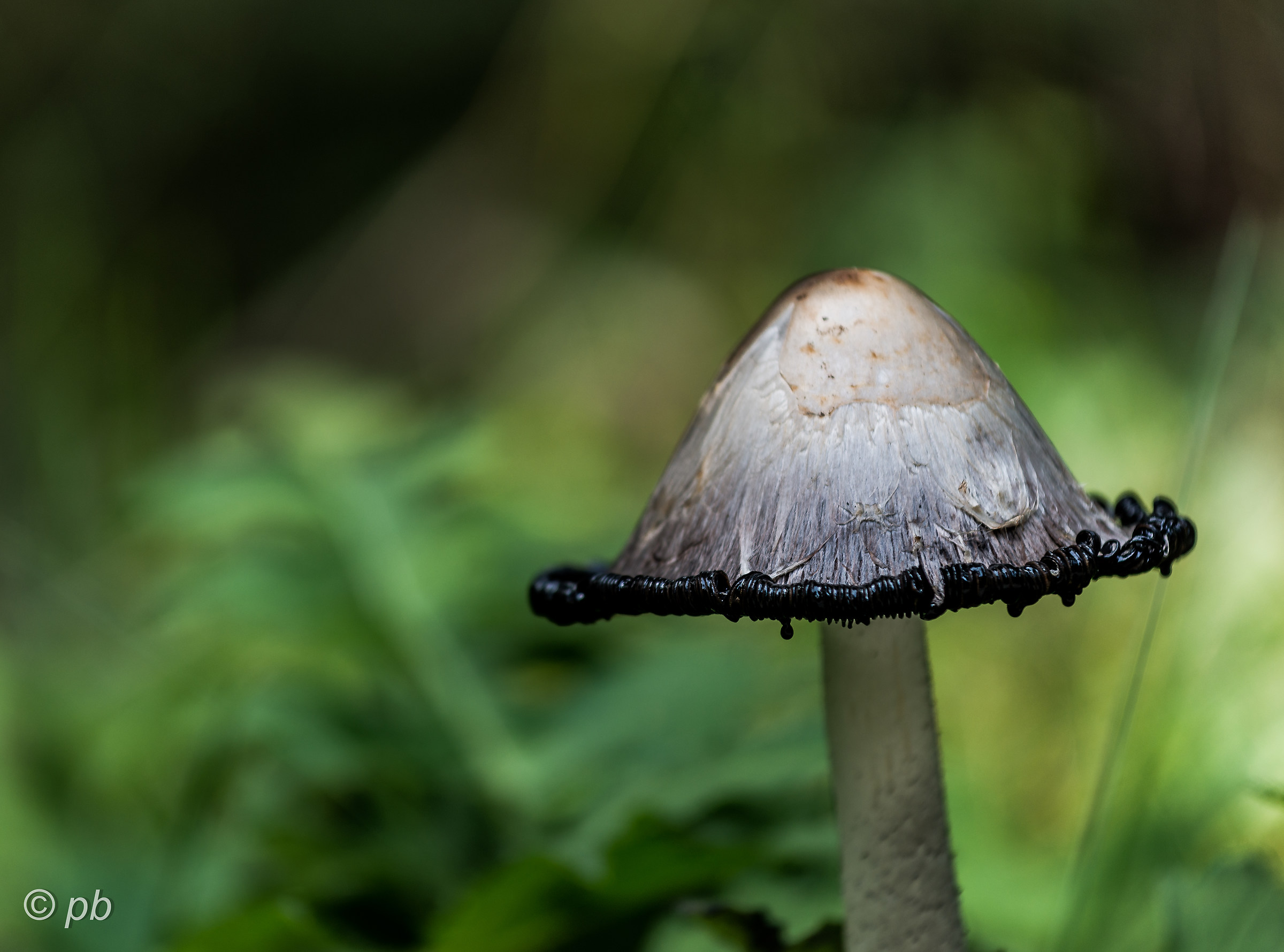 Coprinus Comatus