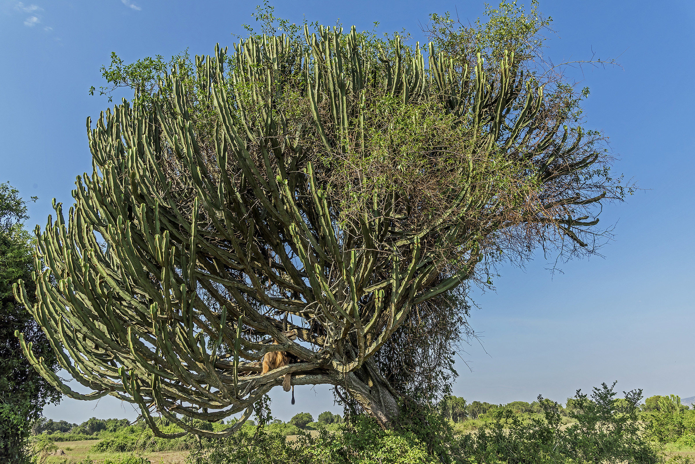 Euforbia con sorpresa
