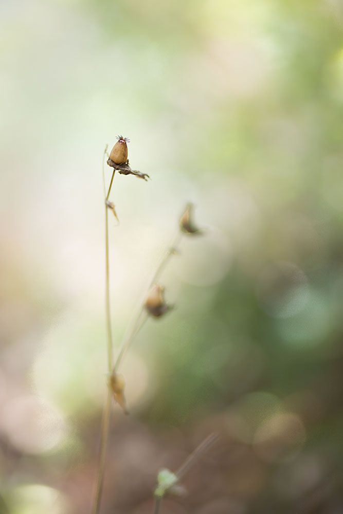 Parallel universe (satellites)