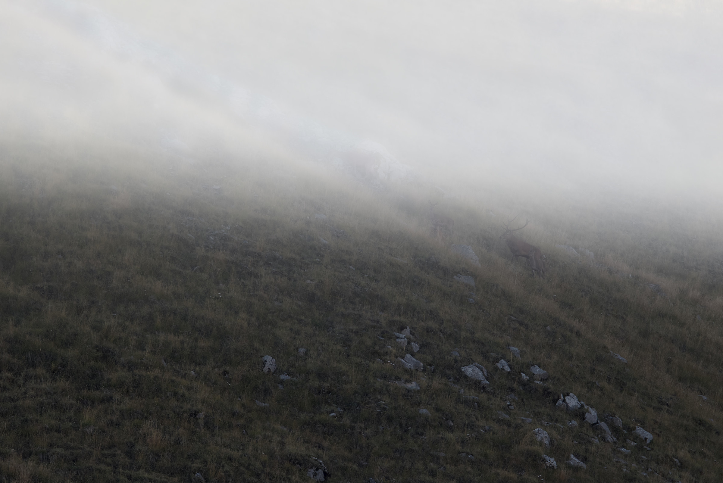Deer in the National Park of Abruzzo