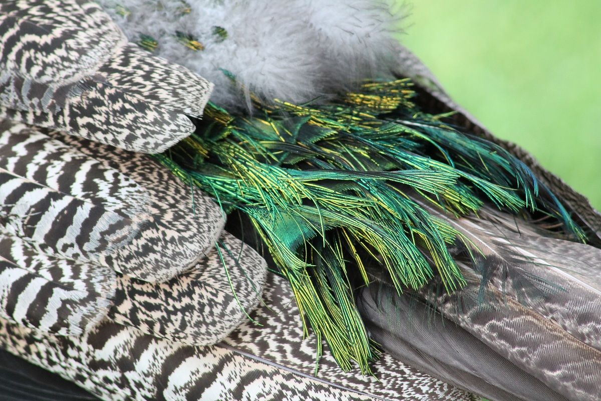 pavoneggiando quà e là..