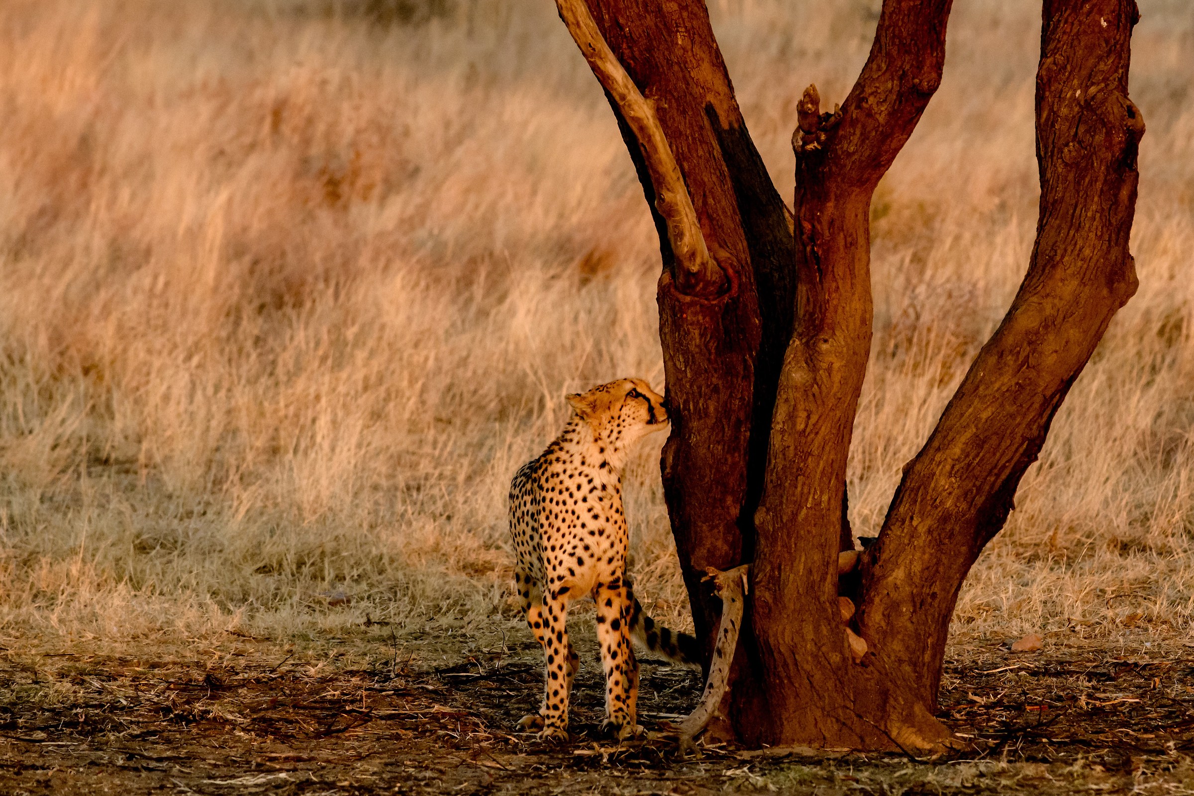 Control of the territory