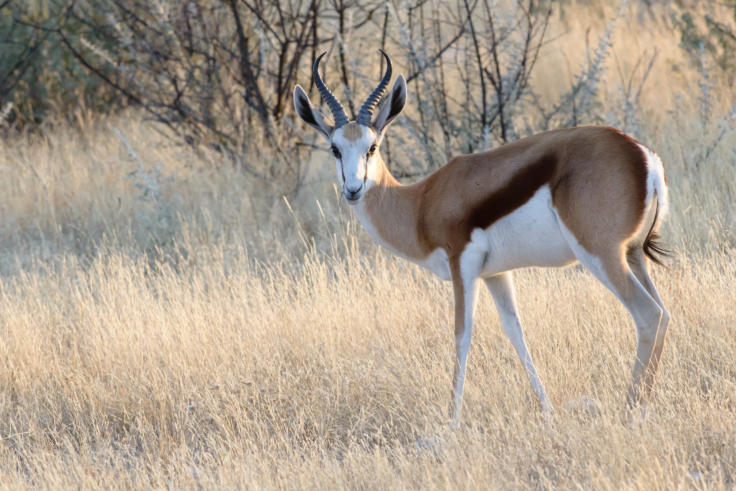 Springbok (Antidorcas marsupialis)