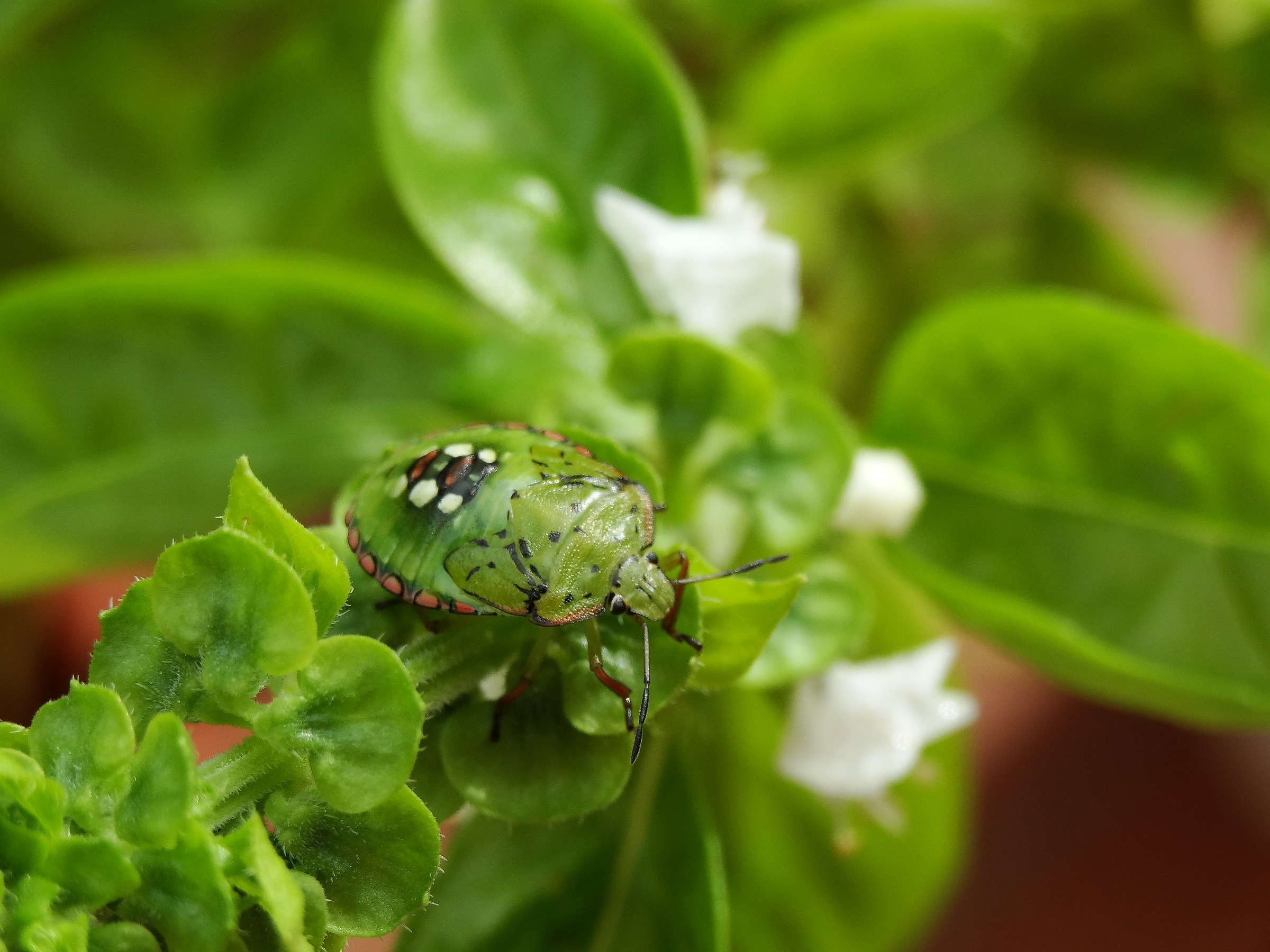 L'arte nel camuffarsi