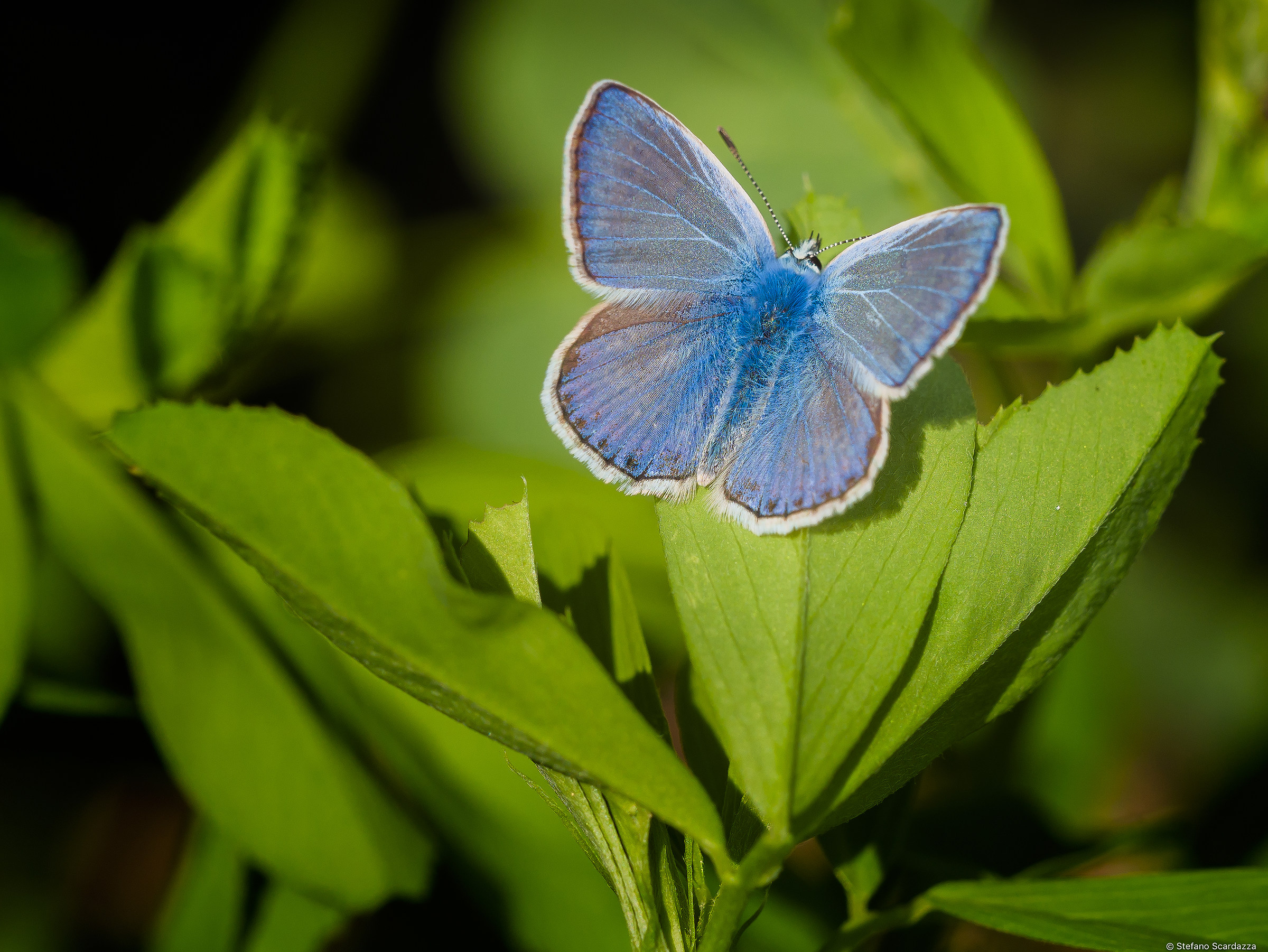 Polyommatus icarus