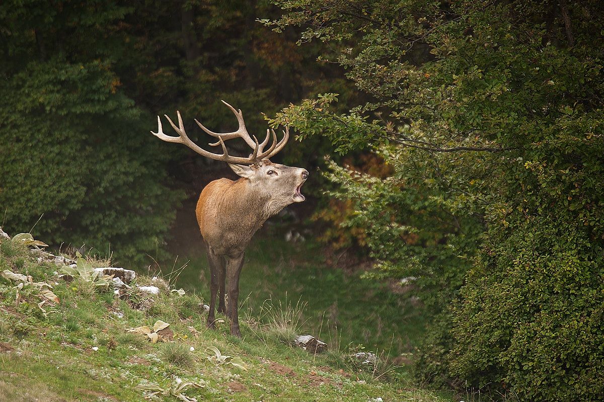 My first bellowing few seconds later.