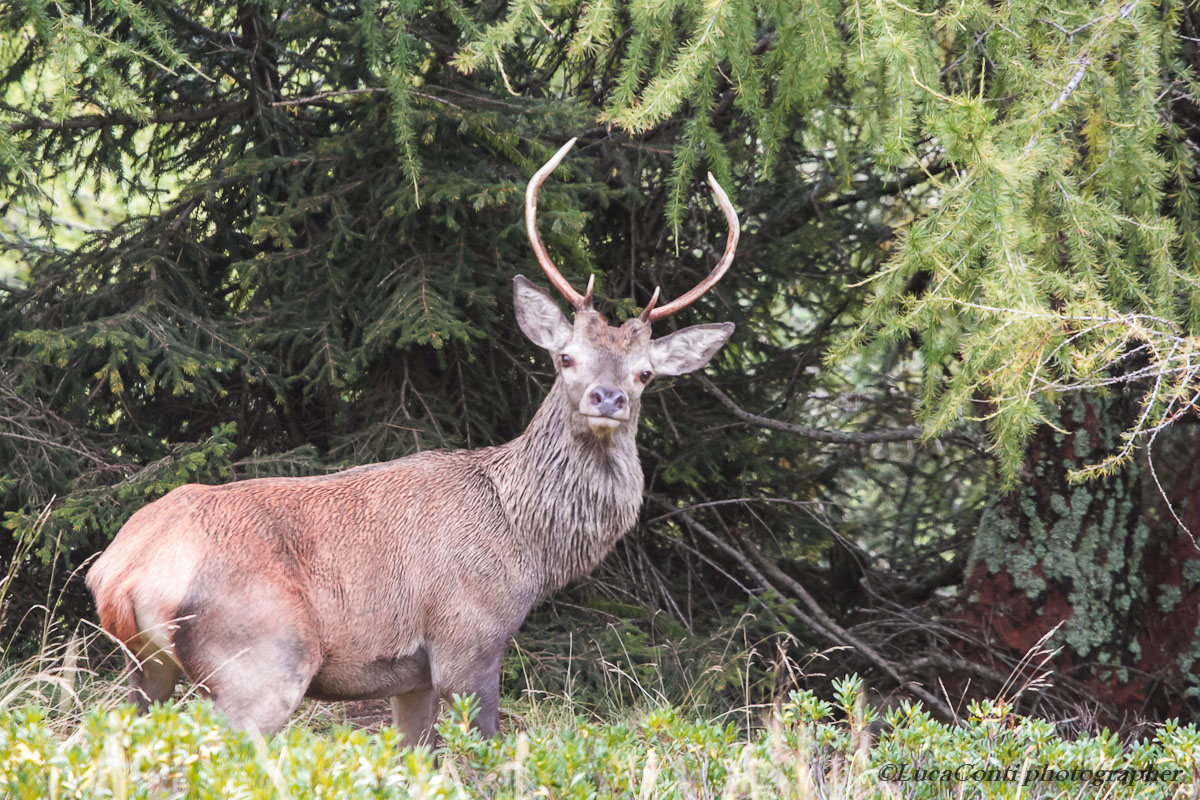 valtellina belling 2012