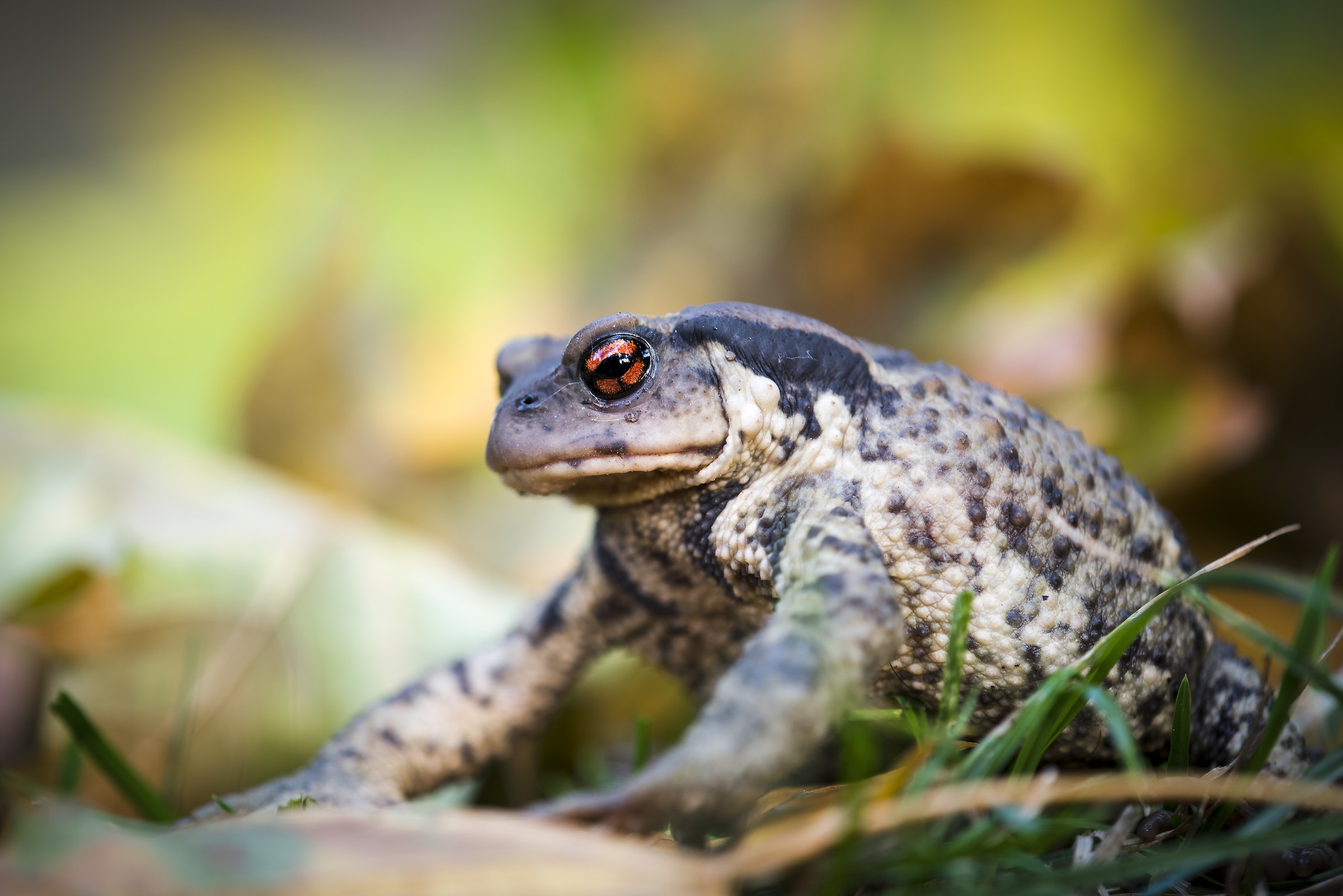 Bufo spinosus