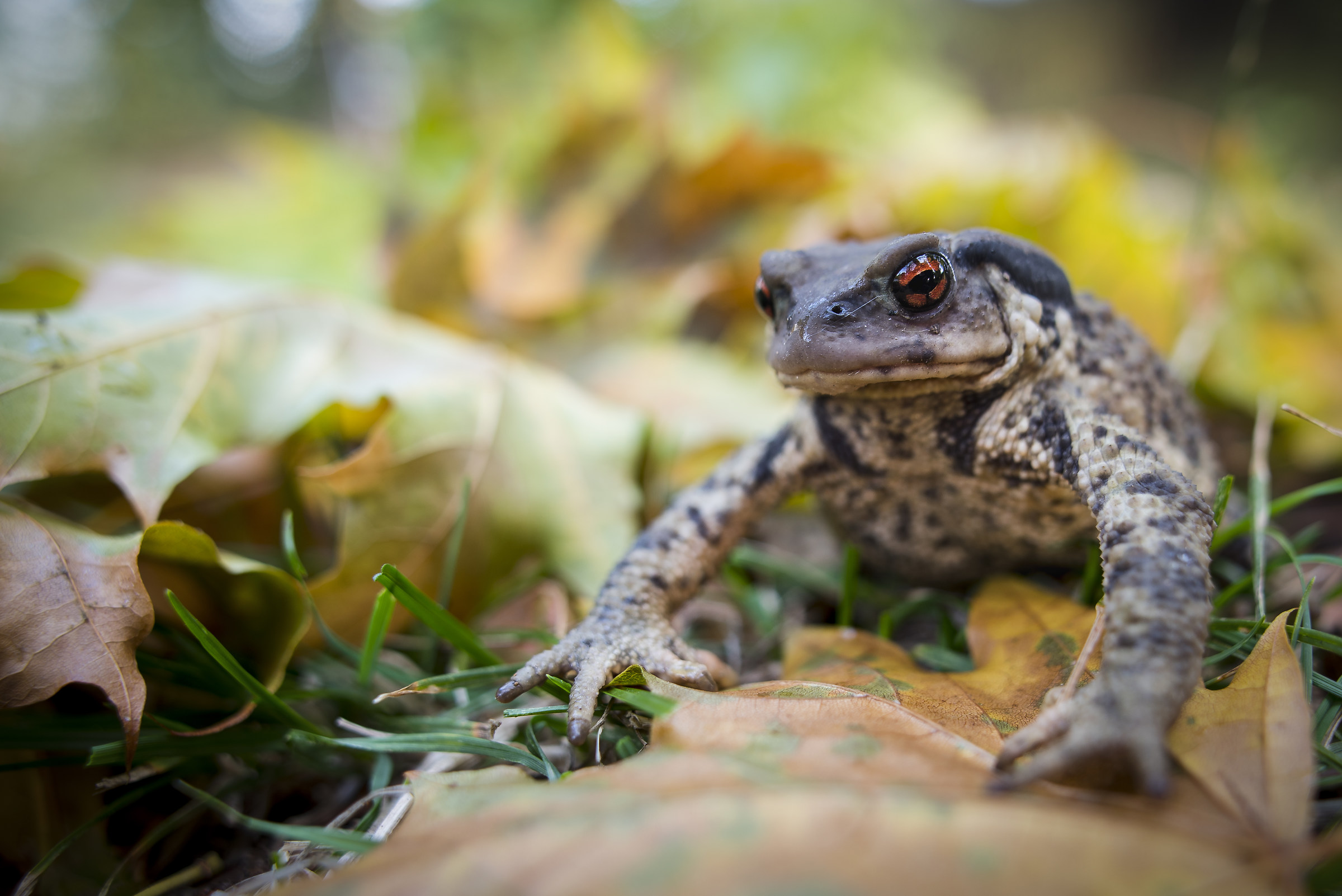 Bufo spinosus 2 #