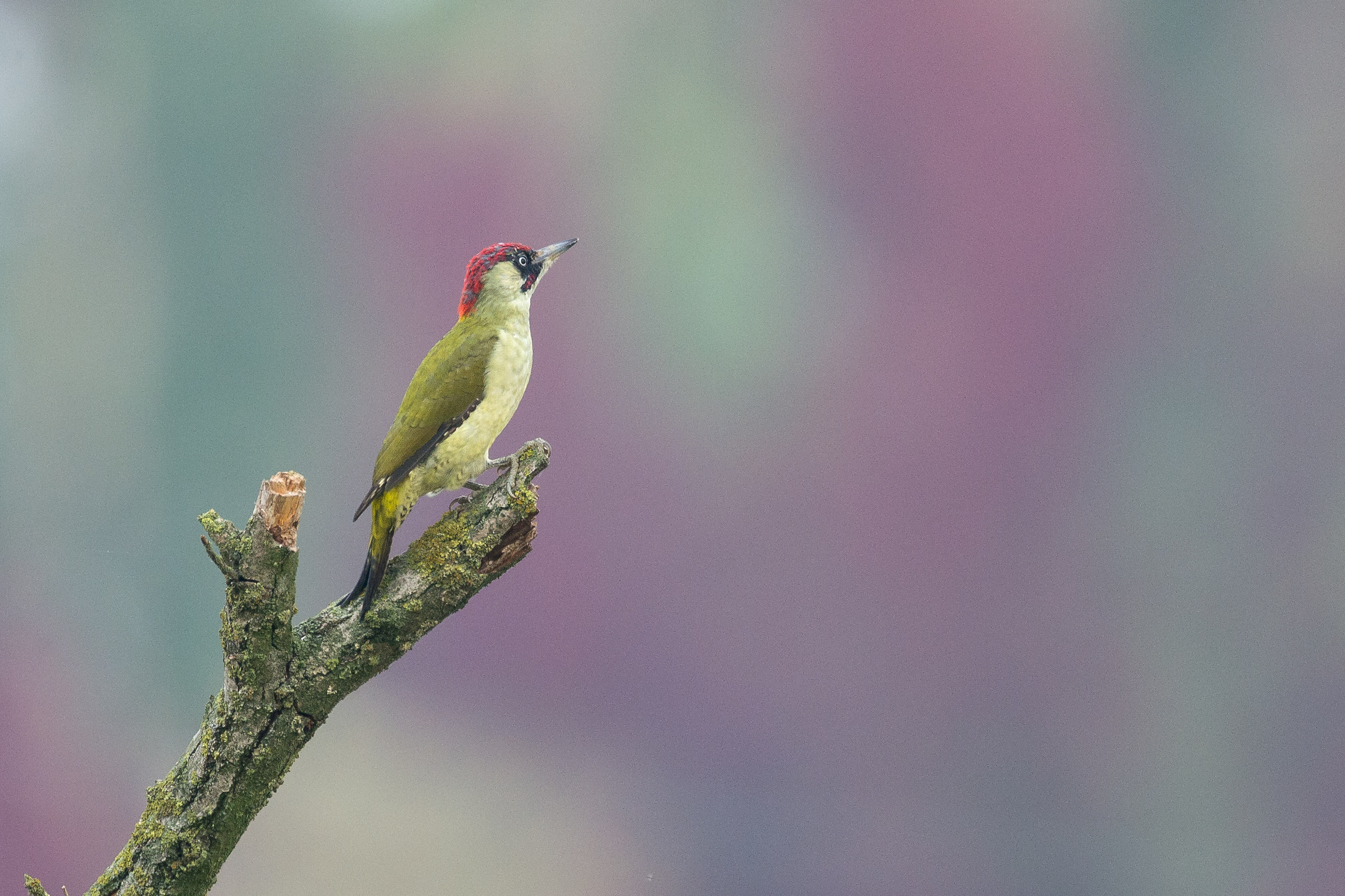 Picchio verde molto distante....