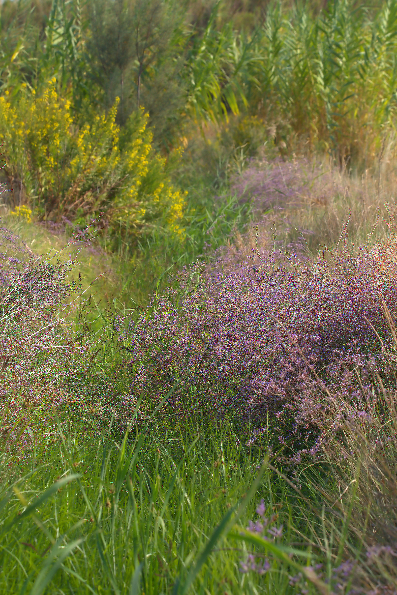 Limonium at the seaside