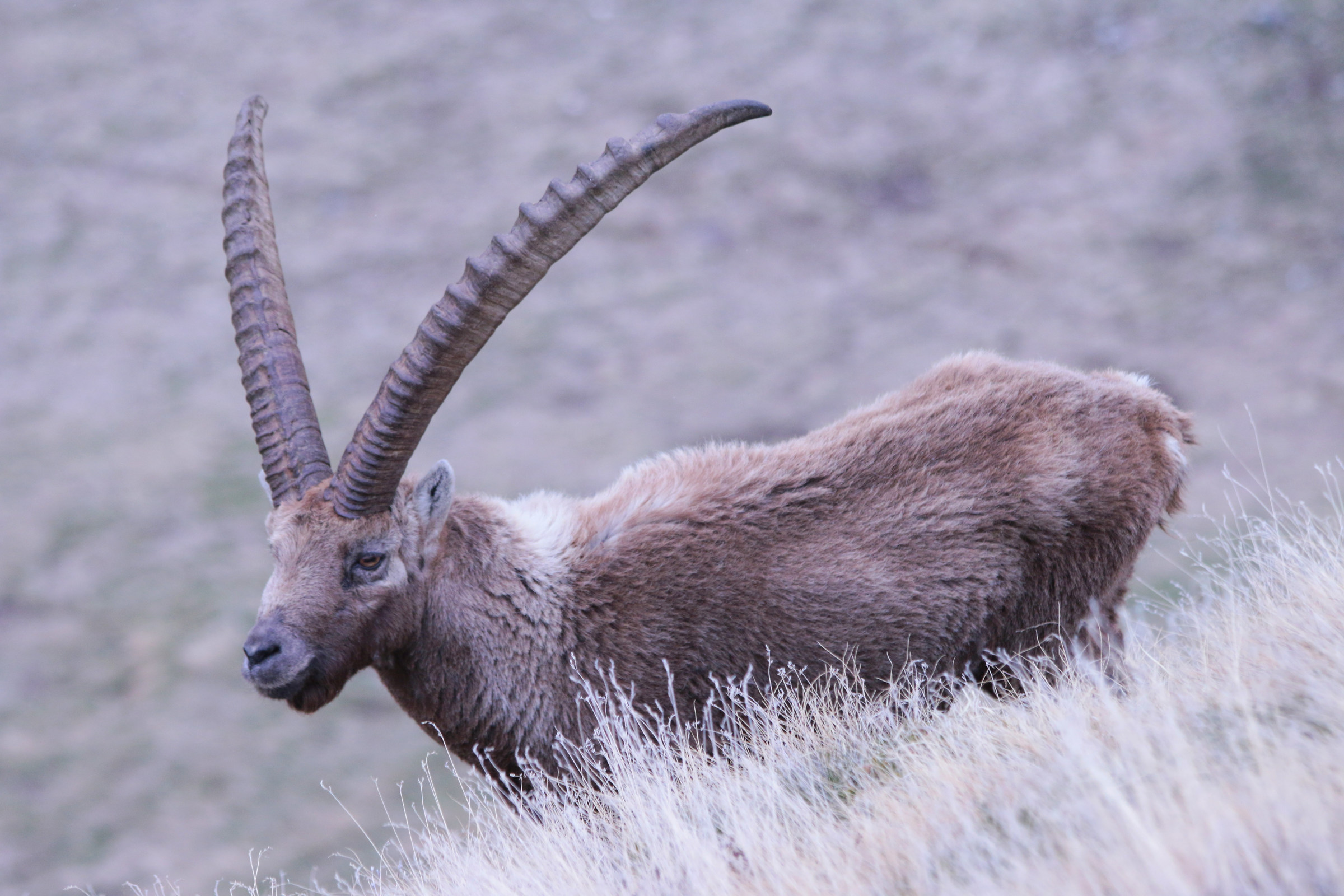 Stambecco in primavera