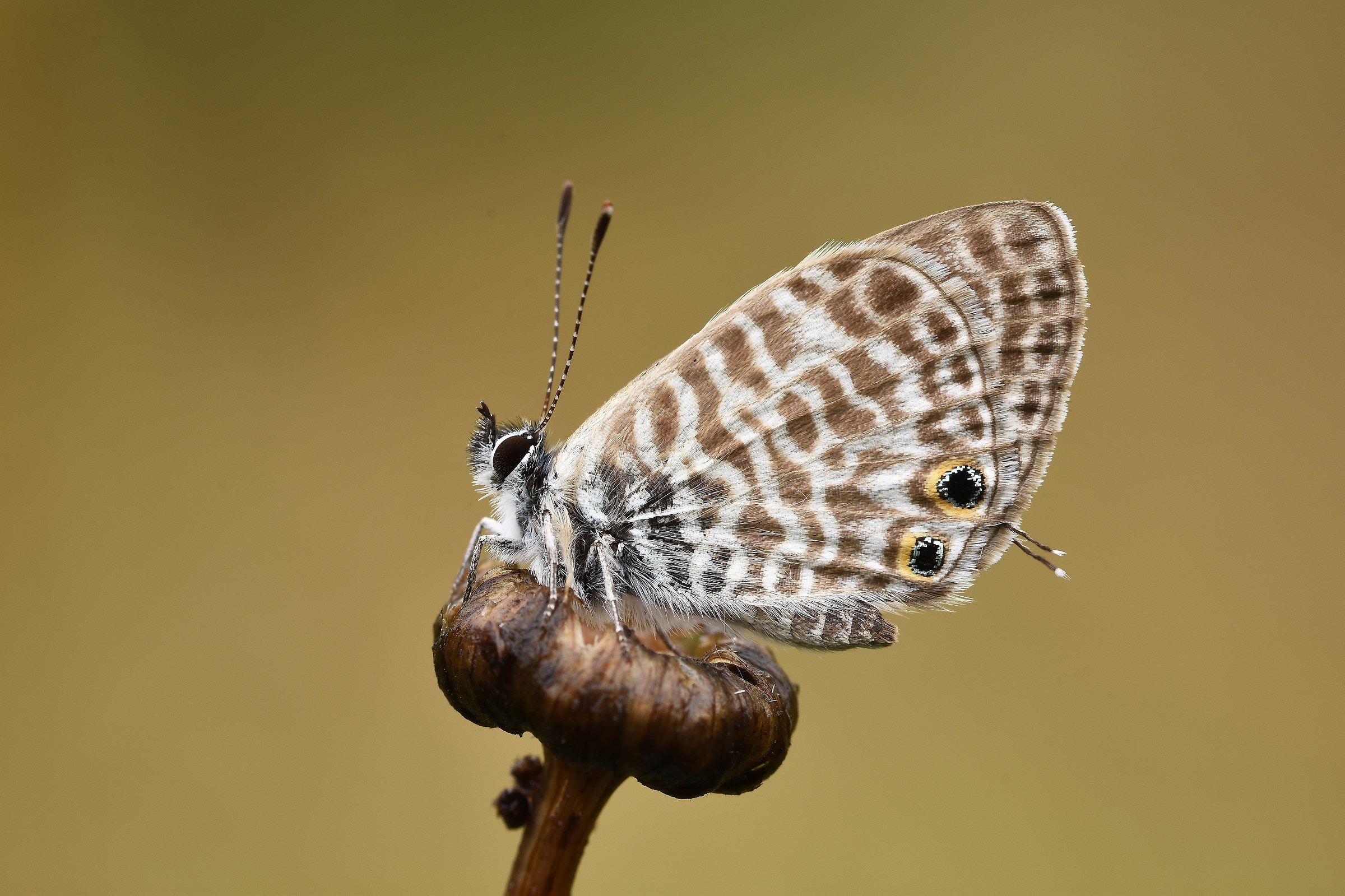 Leptotes pirithous