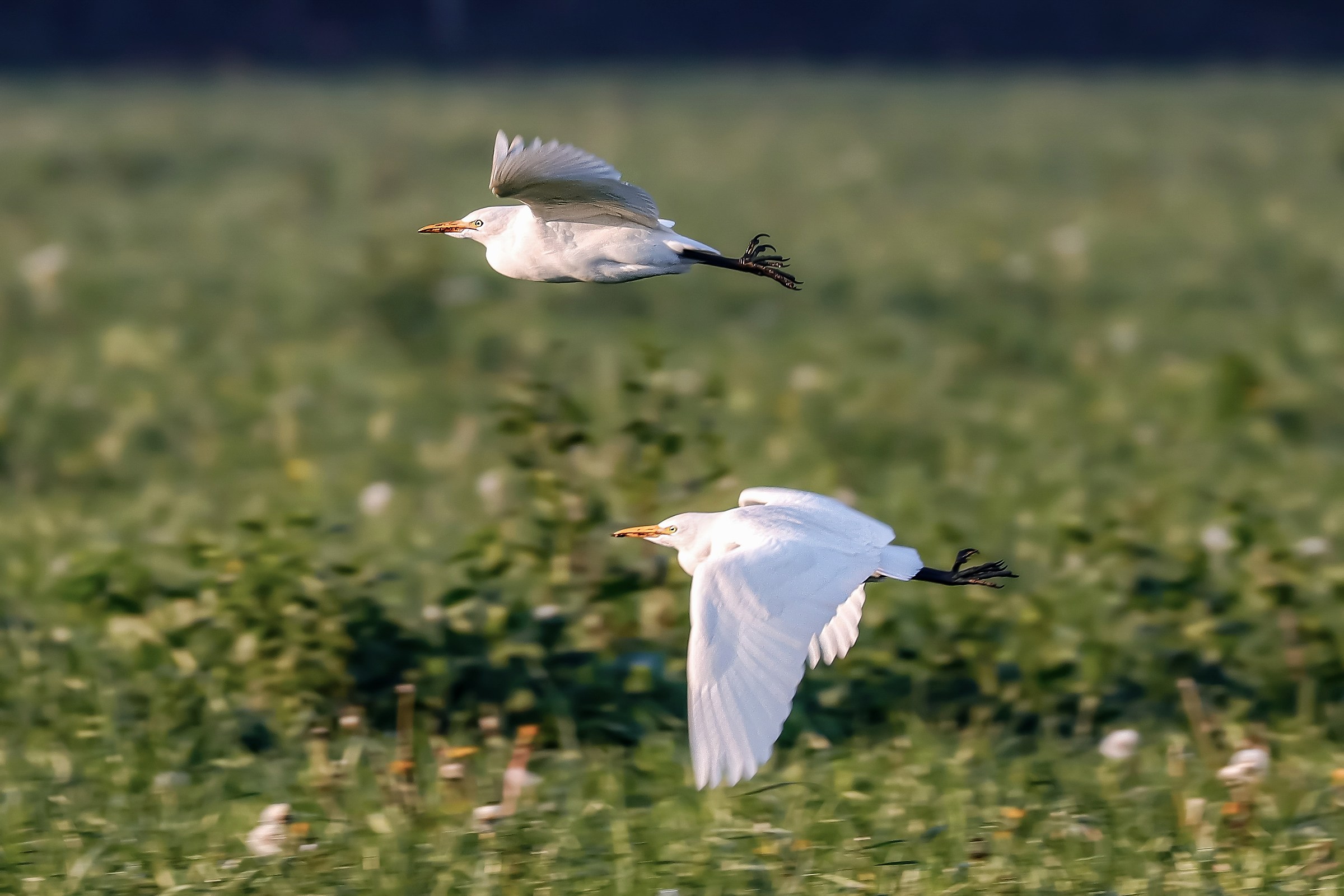 Heron Watches ... bis