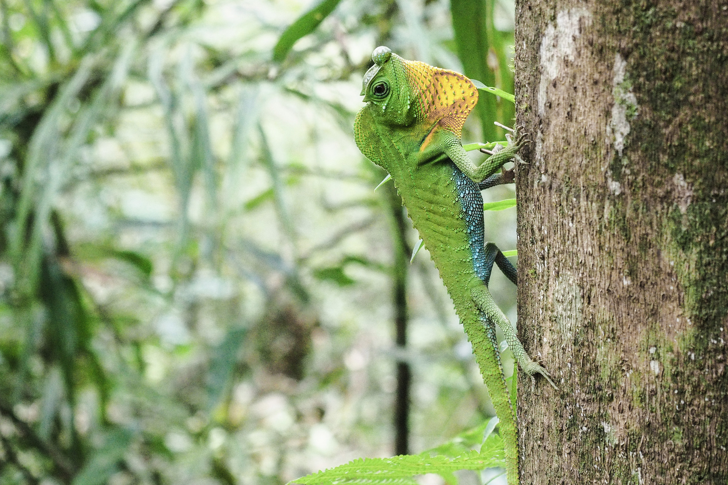 Chamaleon of Sri Lanka