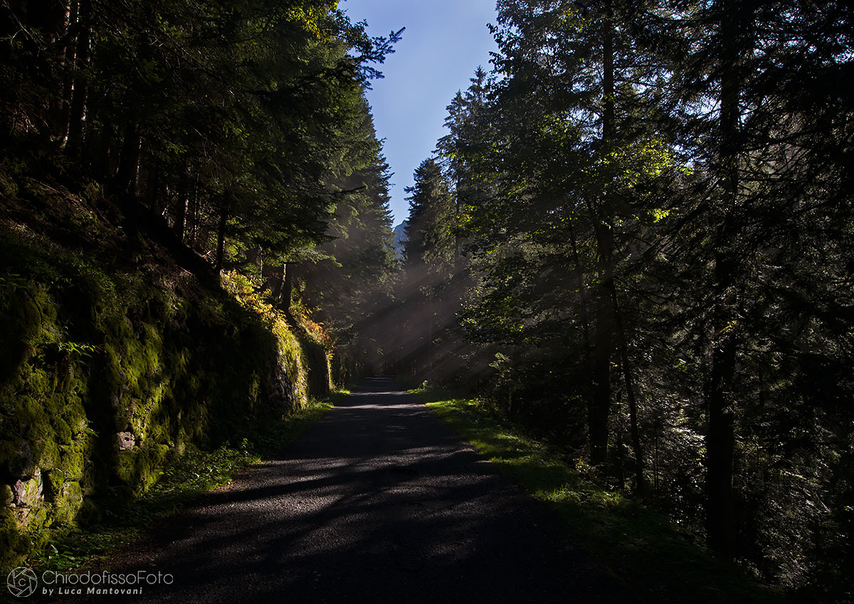 Raggi di luce sulla strada nel bosco