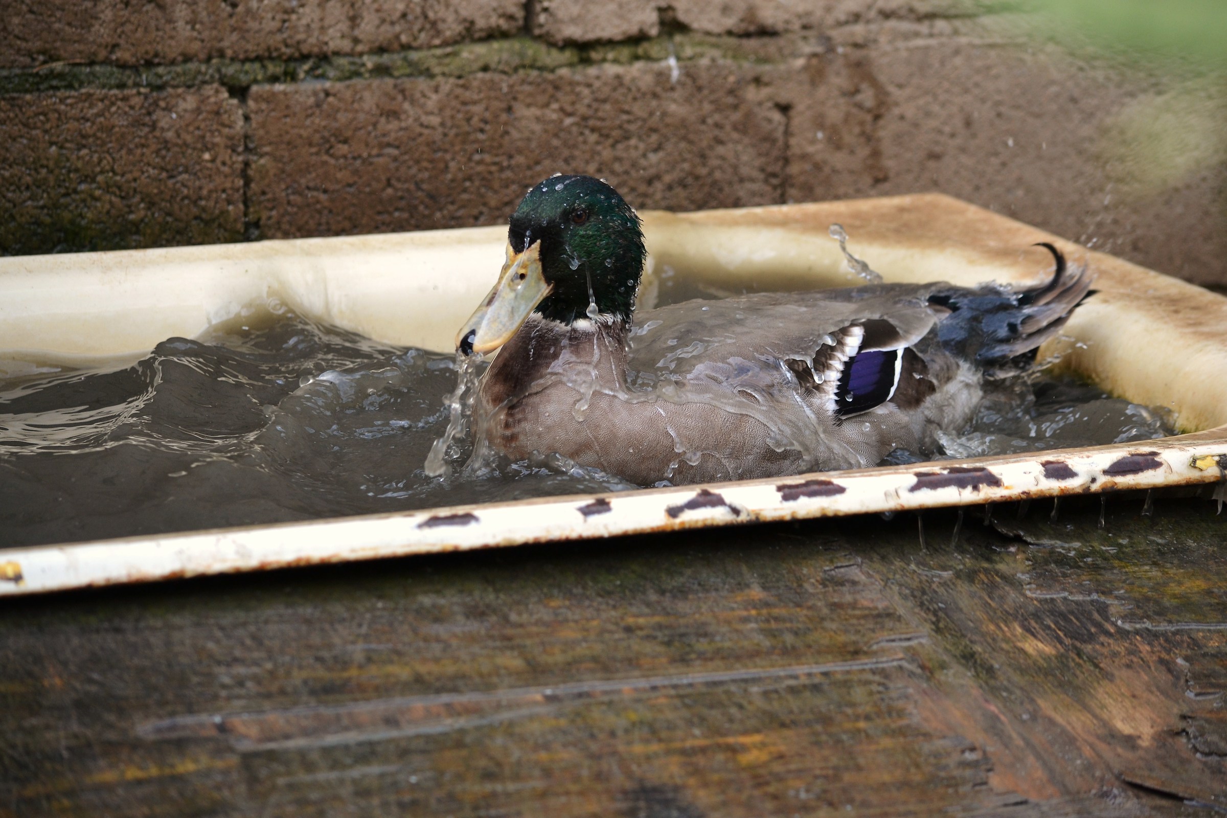 Domestic sweeper at the bathroom