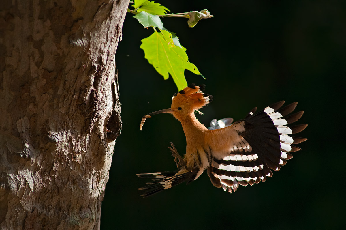 Hoopoe