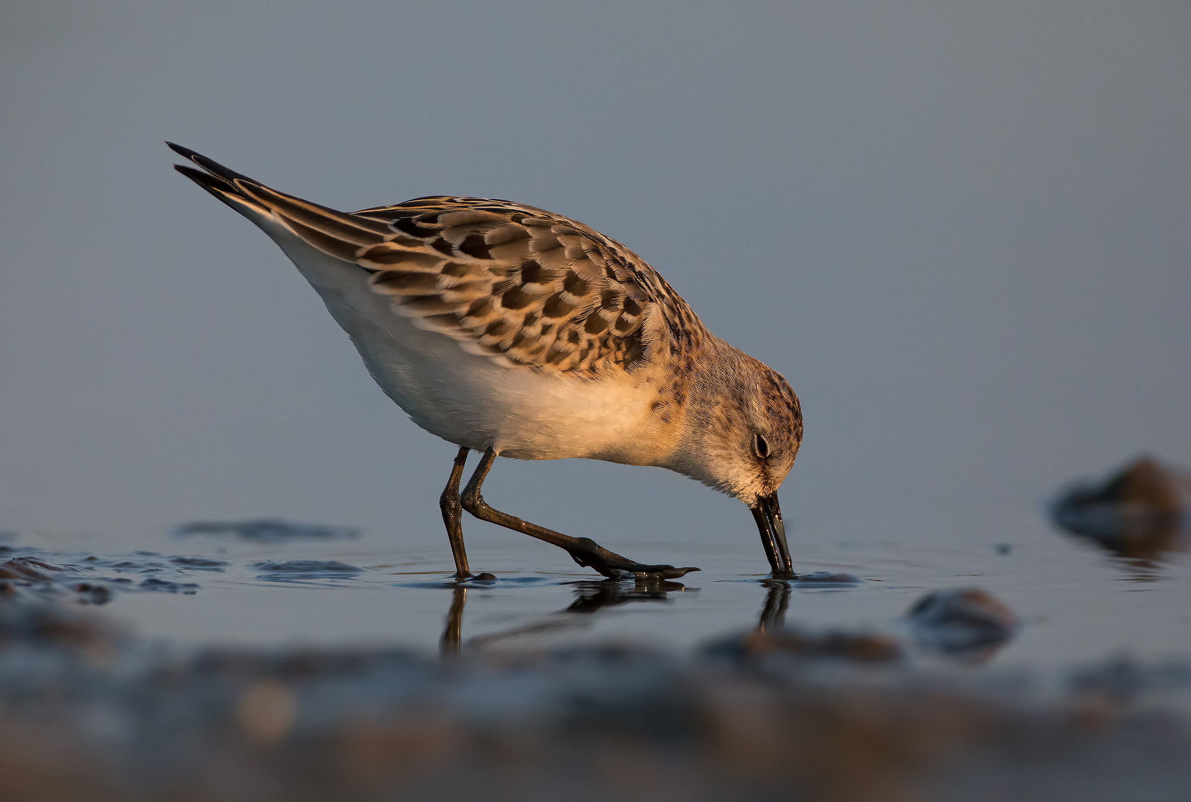 Stint