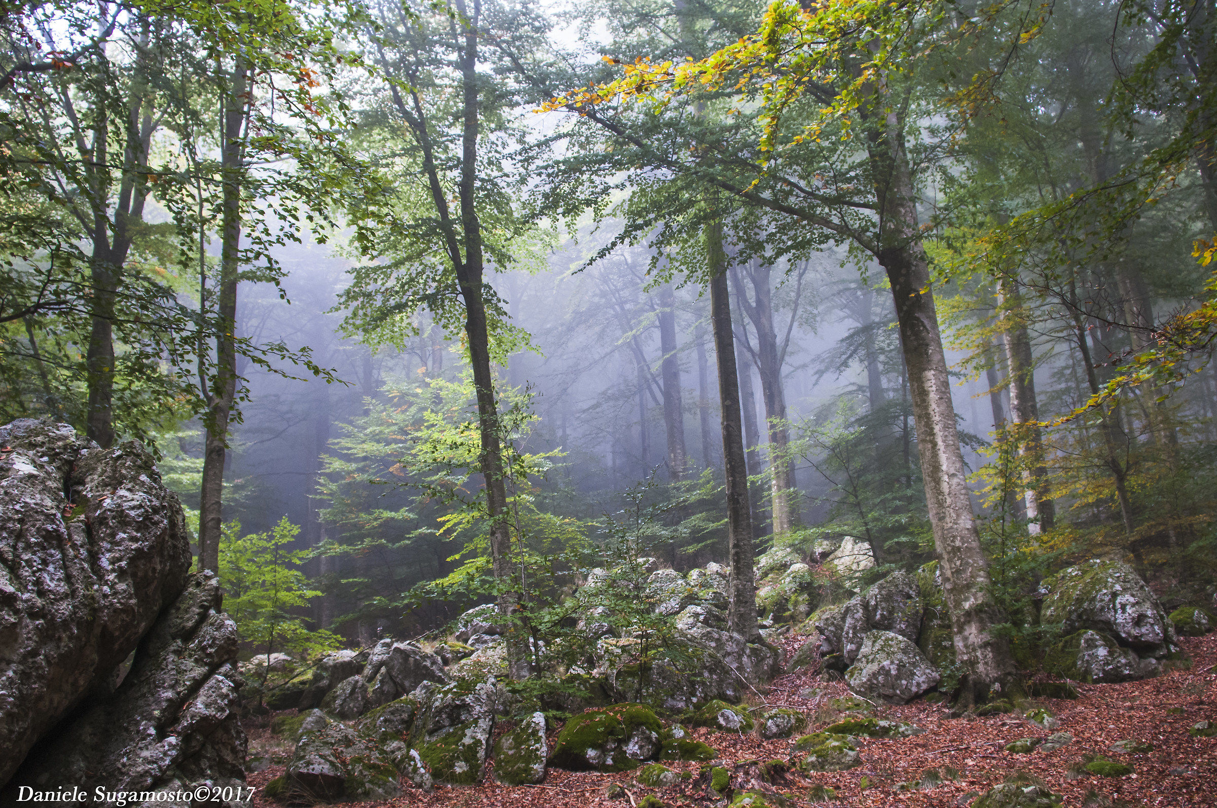Sunrise in the Faggeta