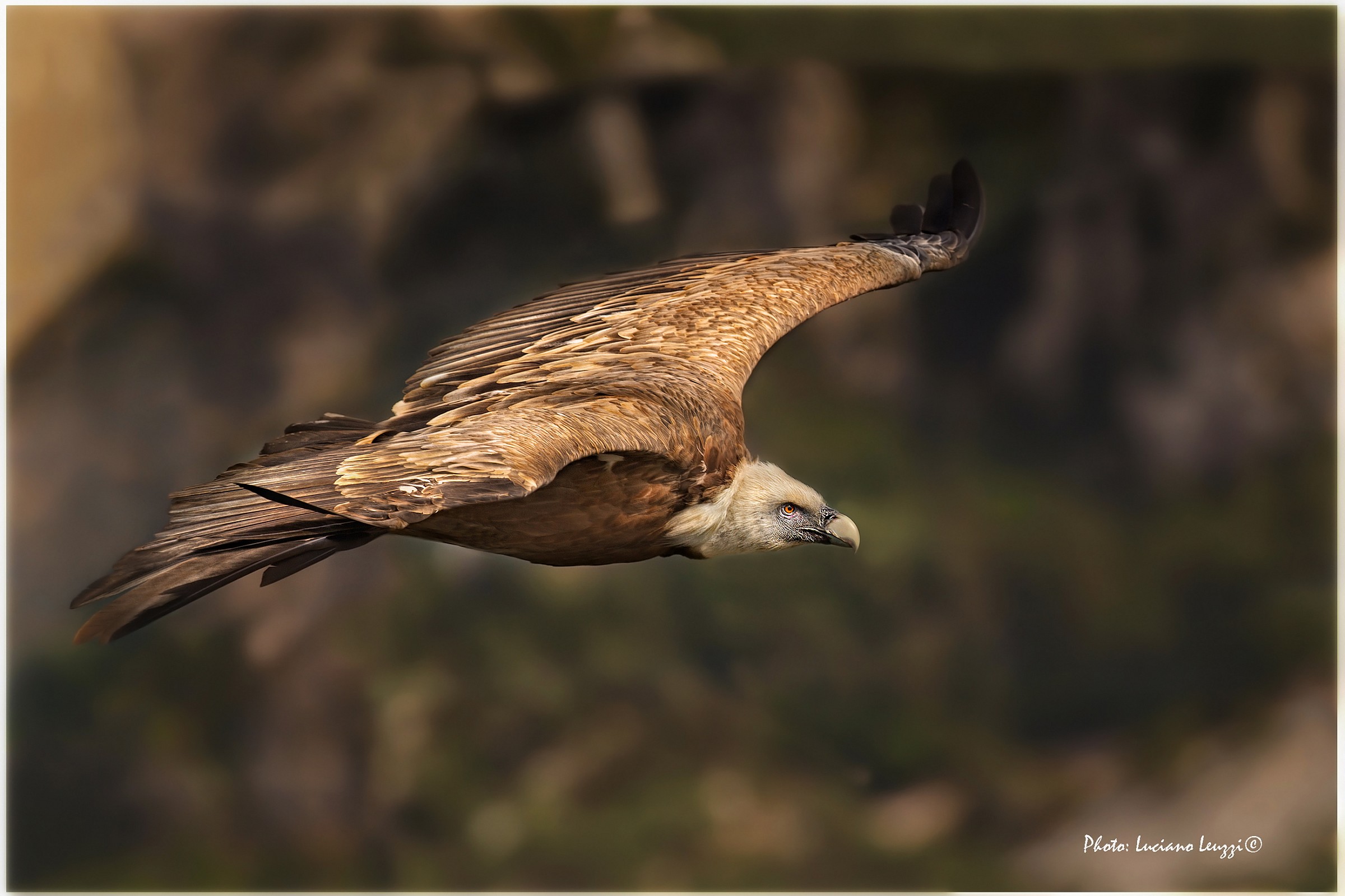 Griffon Vulture (Gyps Fulvus)