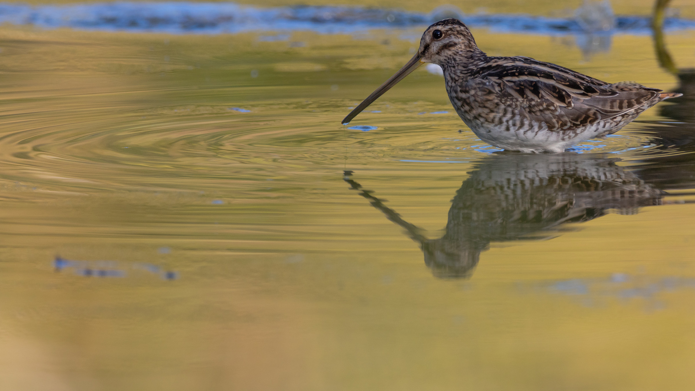 The sunset with the beccaccino
