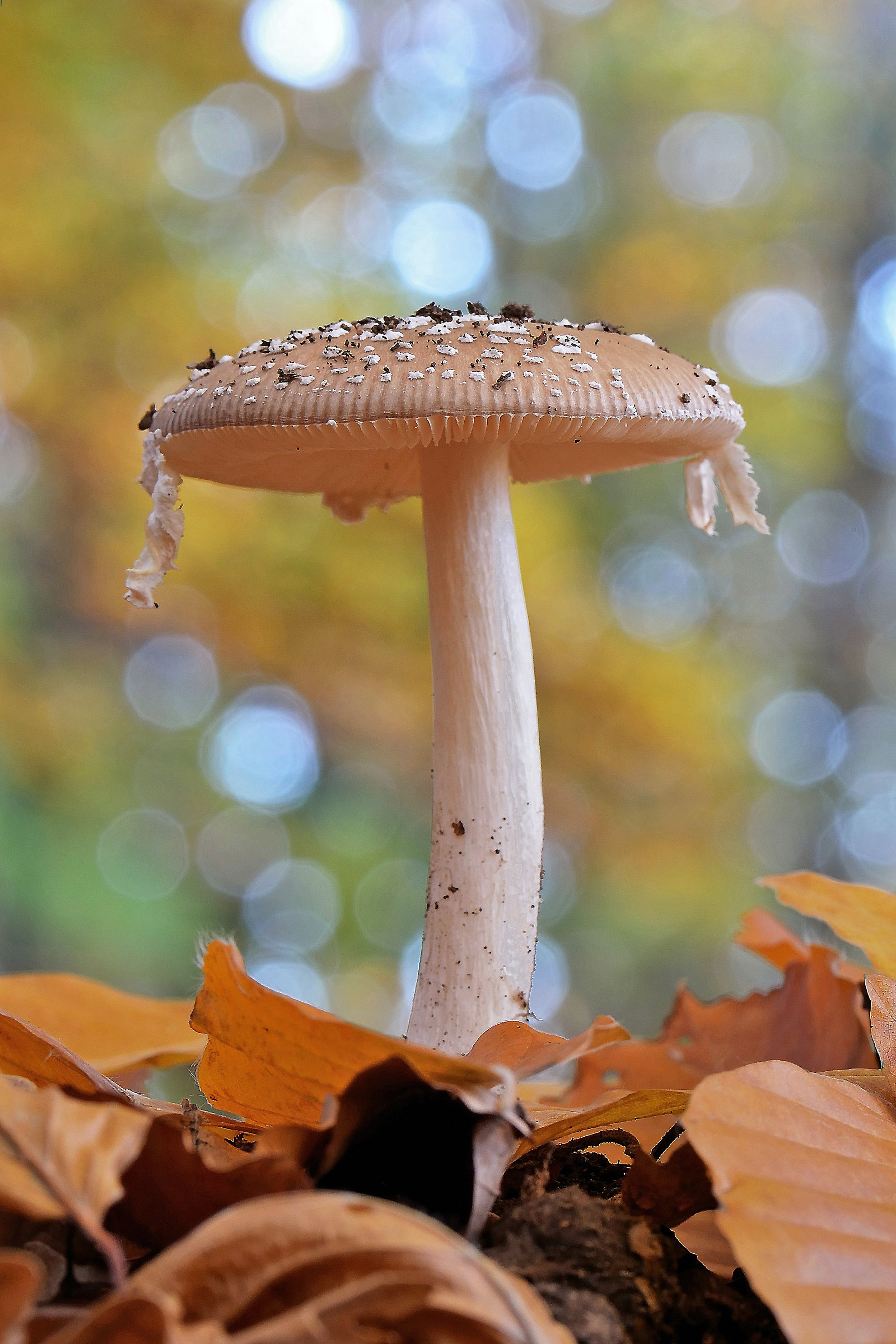 Amanita pantherin