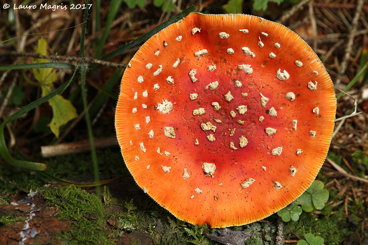 Fungo, mozzarella e pomodoro