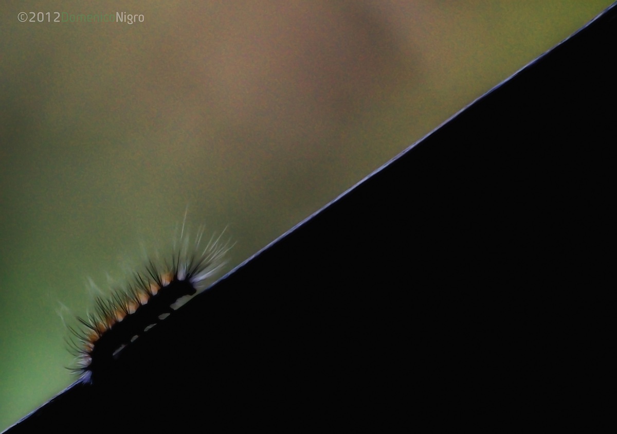 is rising makes me ruffle the hair