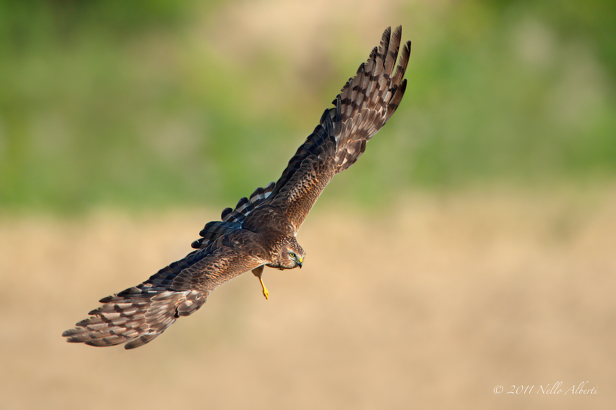 Harrier female