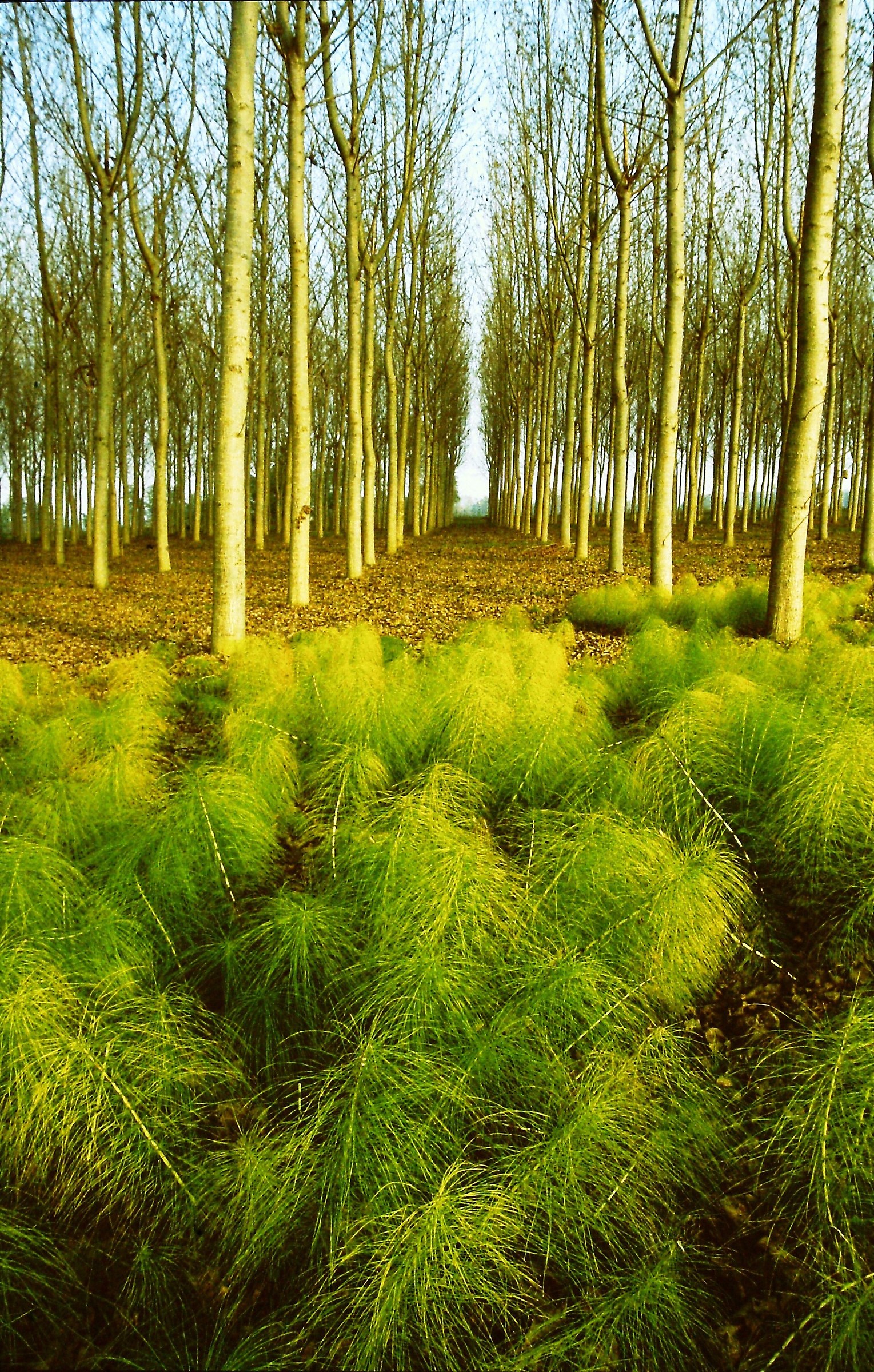431 - sopra il sotto(bosco) - PV S.Cristina e Bissone