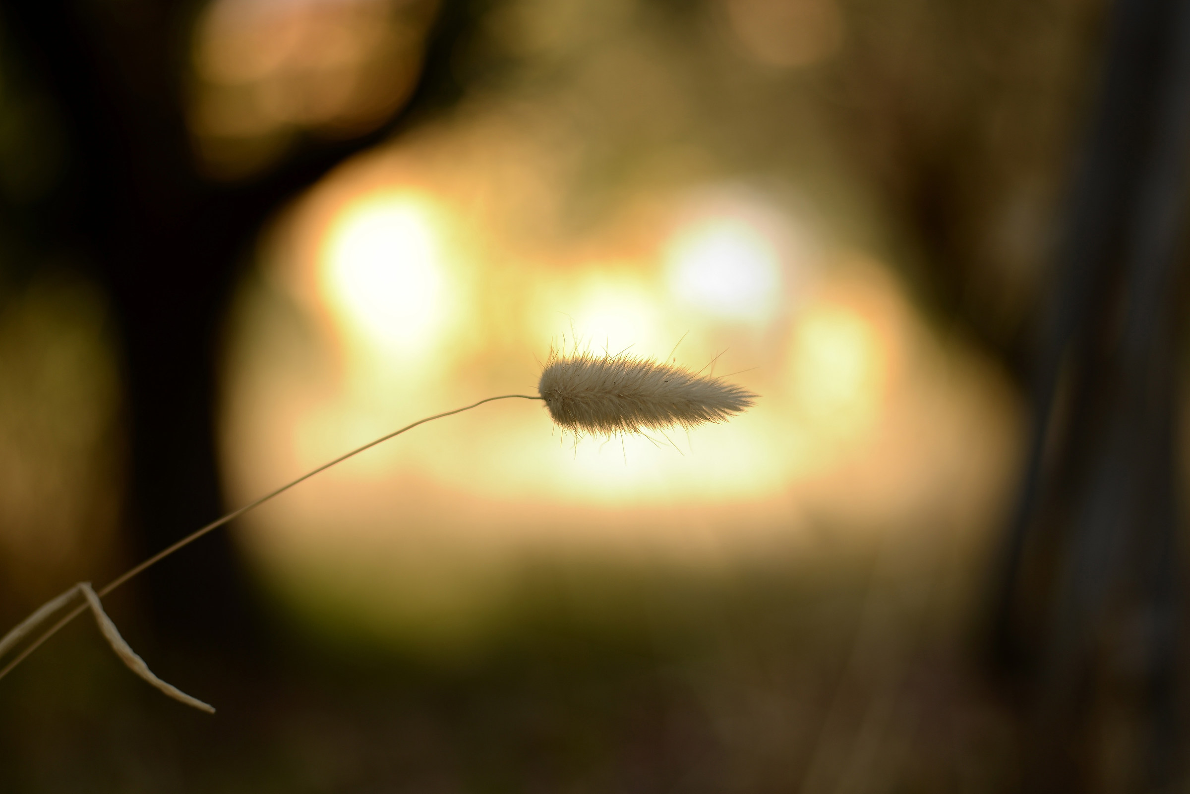 The enchanted forest