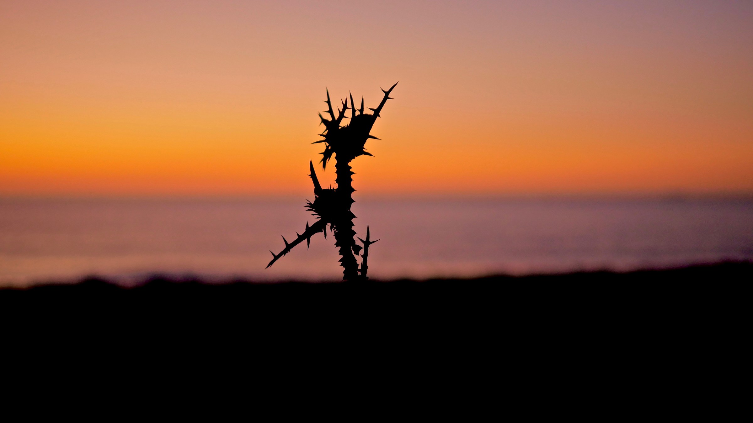 That "thistle" in San Vito!