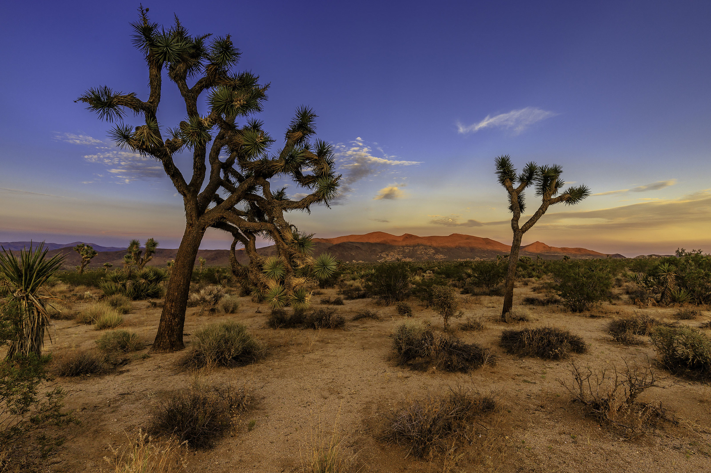 Joshua Tree Sunset