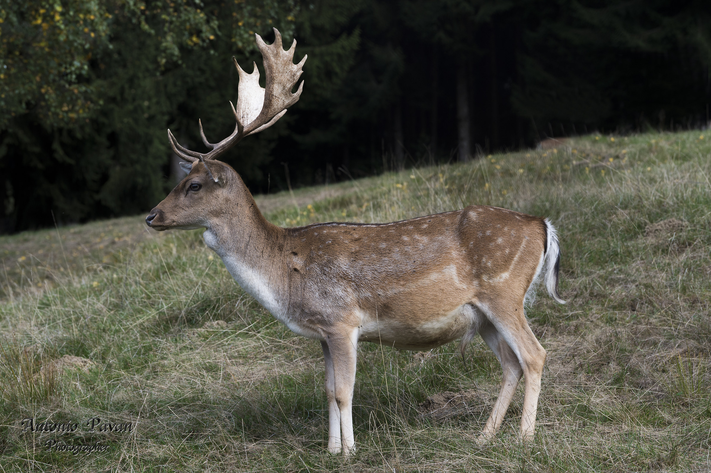 Daino Maschio