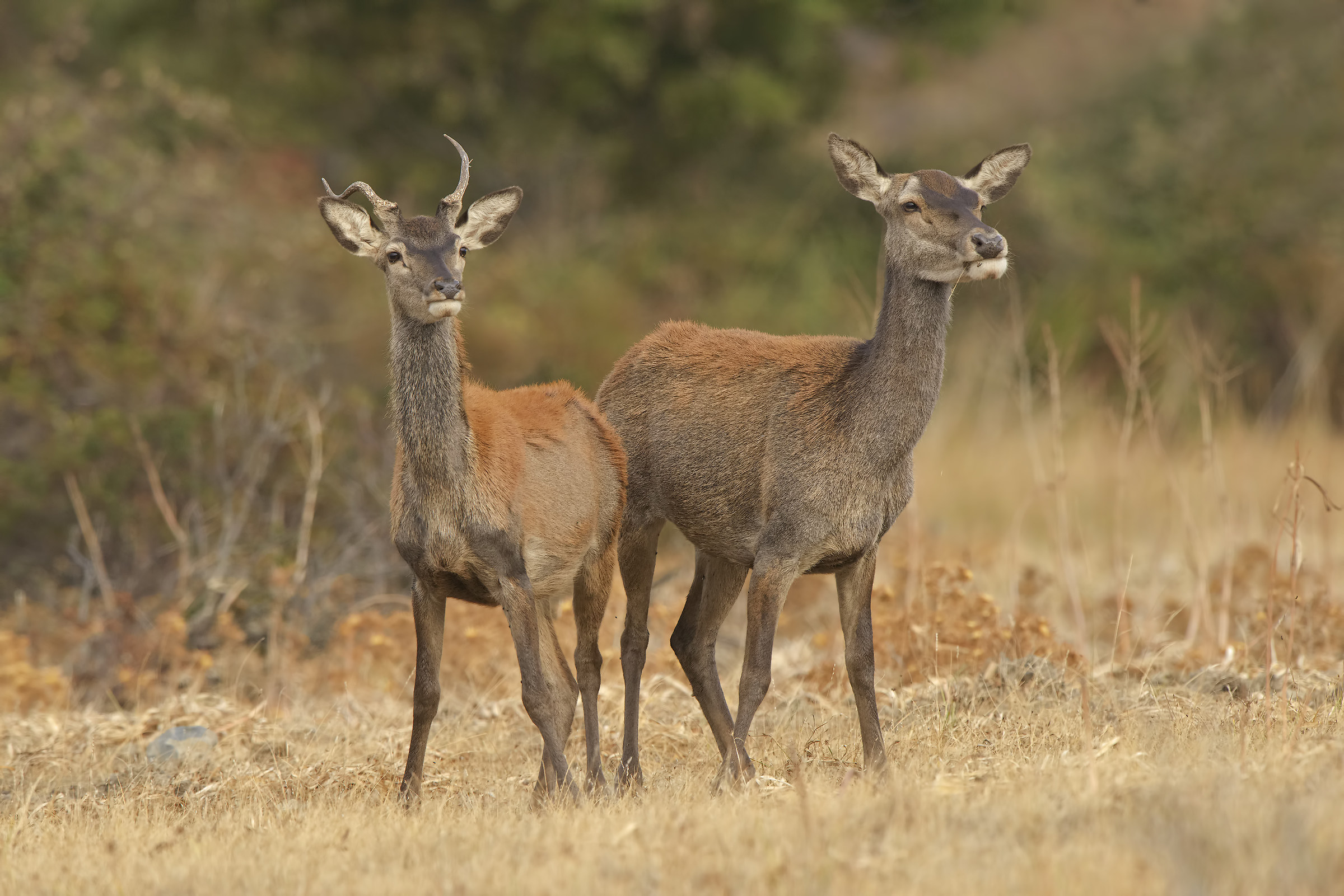 Sardinian deer