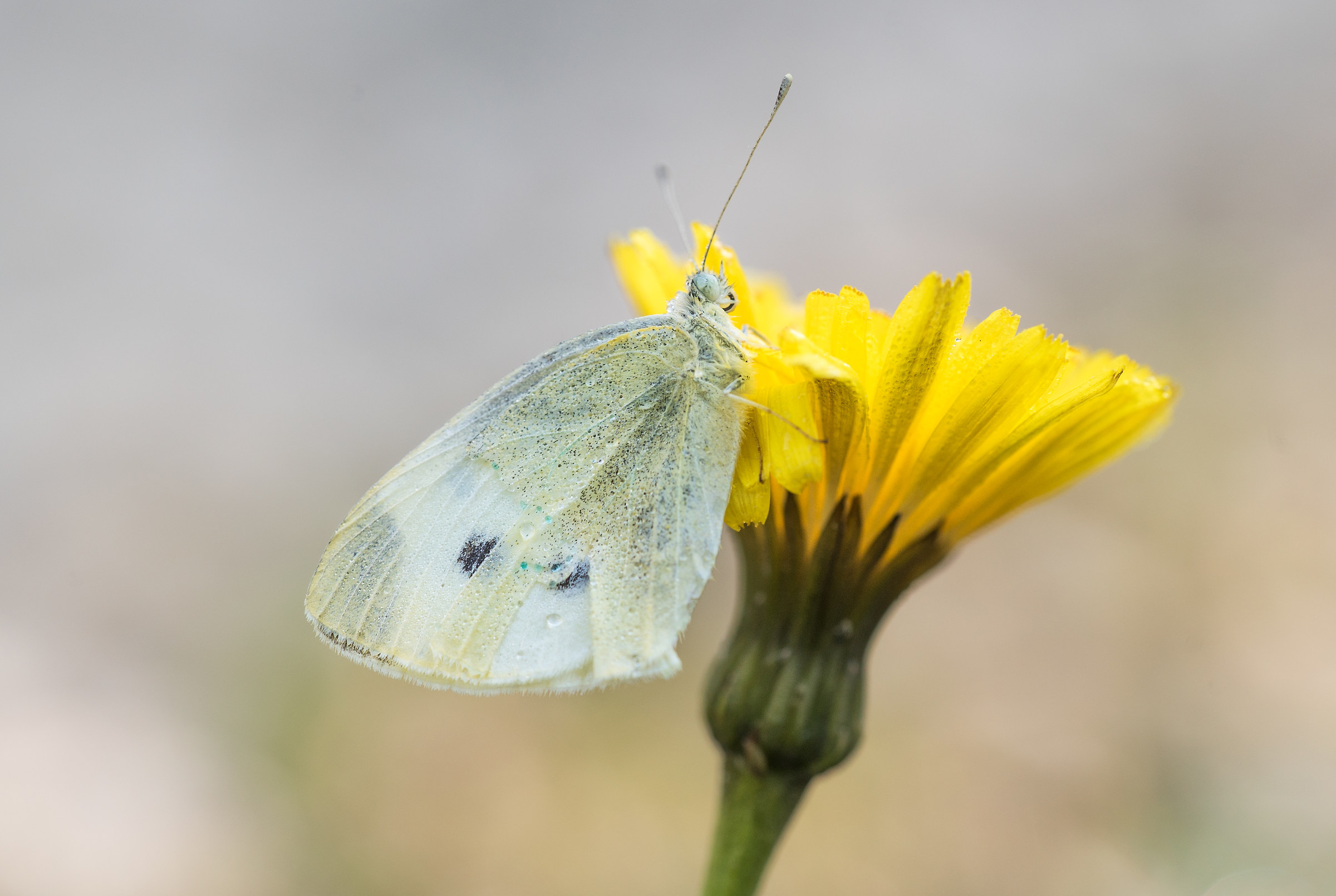Cavolaia su fiore di tarassaco